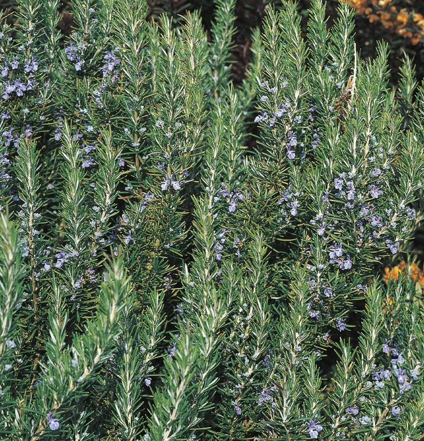 Tuscan Rosemary Plants for Sale