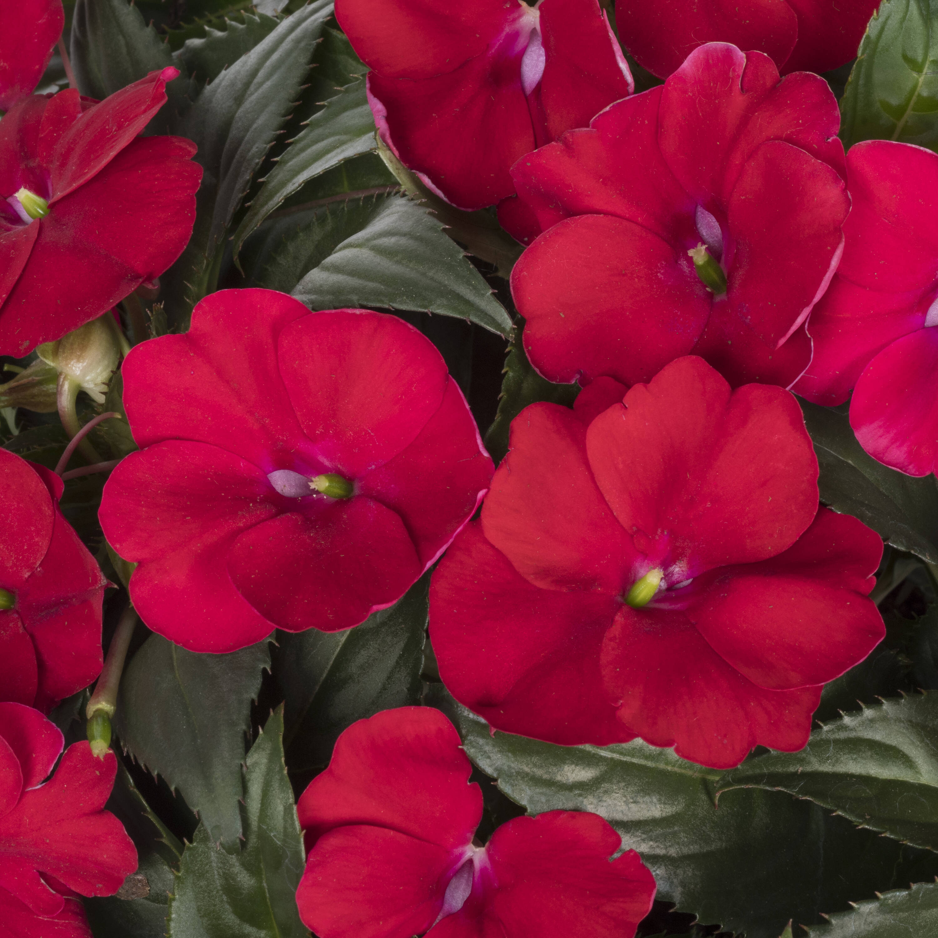 Lowe's 152688 annuals - View #4
