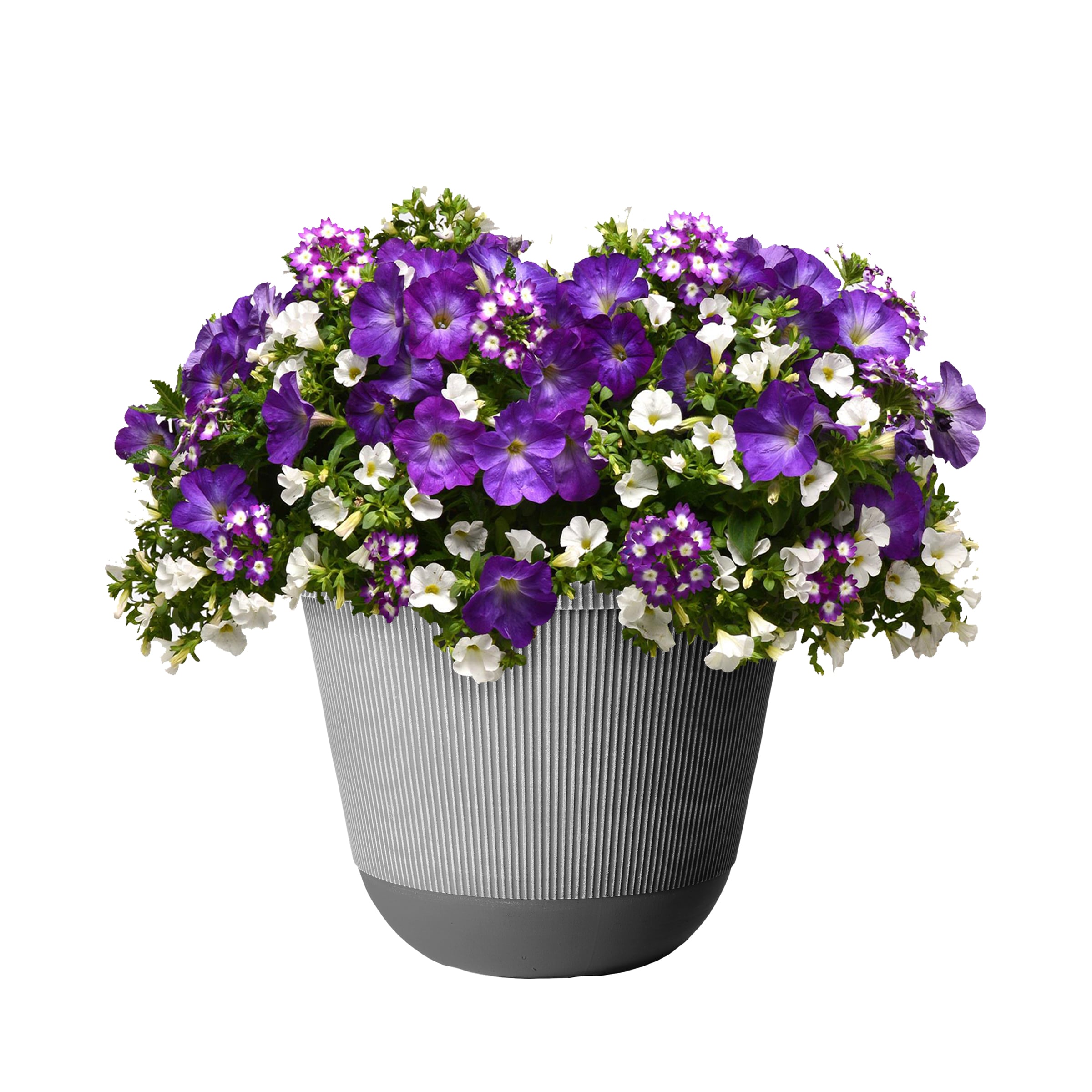 Lowe's NURSERY Multicolor Mixmasters Eye Caramba in 2.5-Gallon Planter