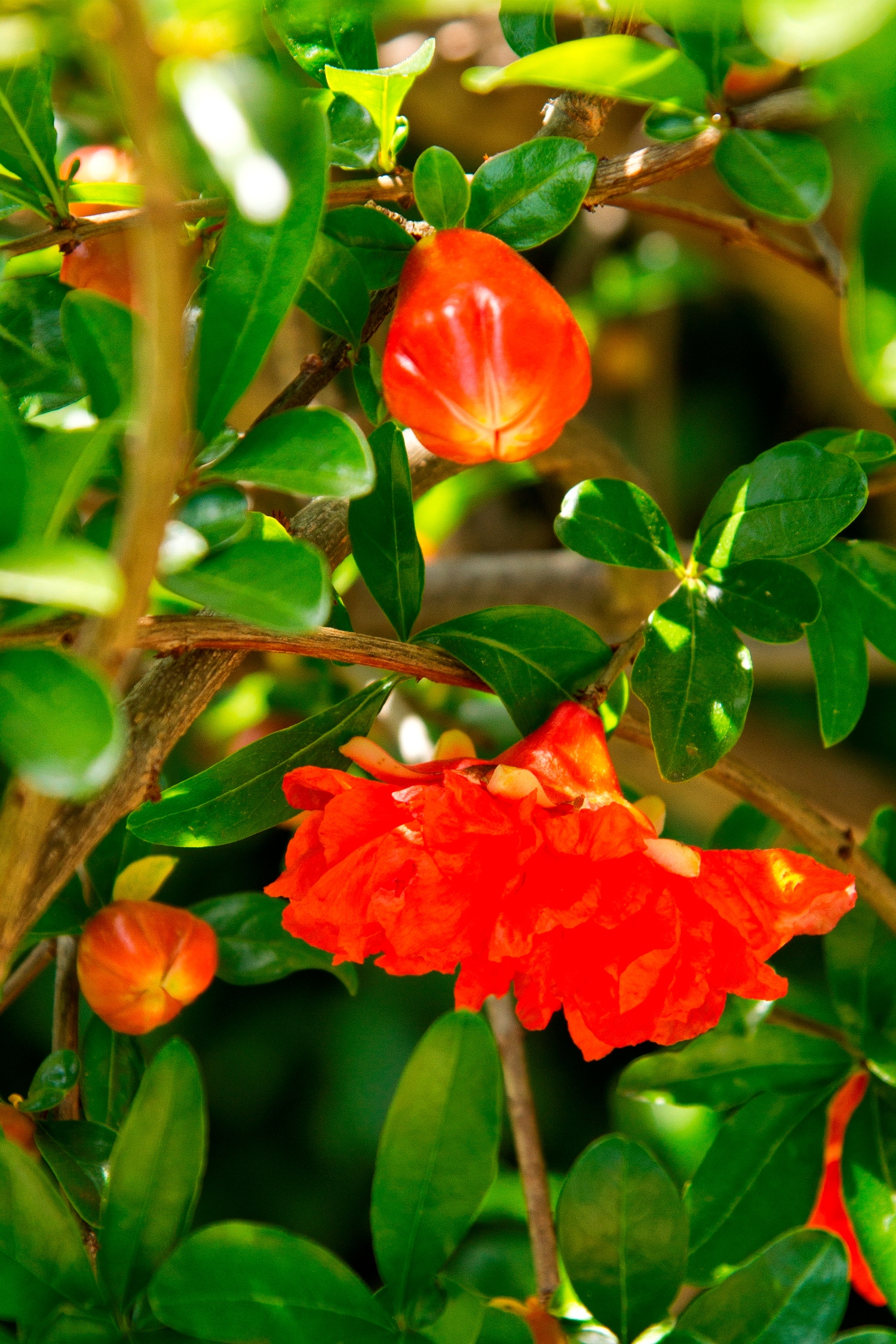 Monrovia 067455 Fruiting Pomegranate Feature Shrub in 3.58 -Gallon Pot 1 -Pack with Orange Blooms