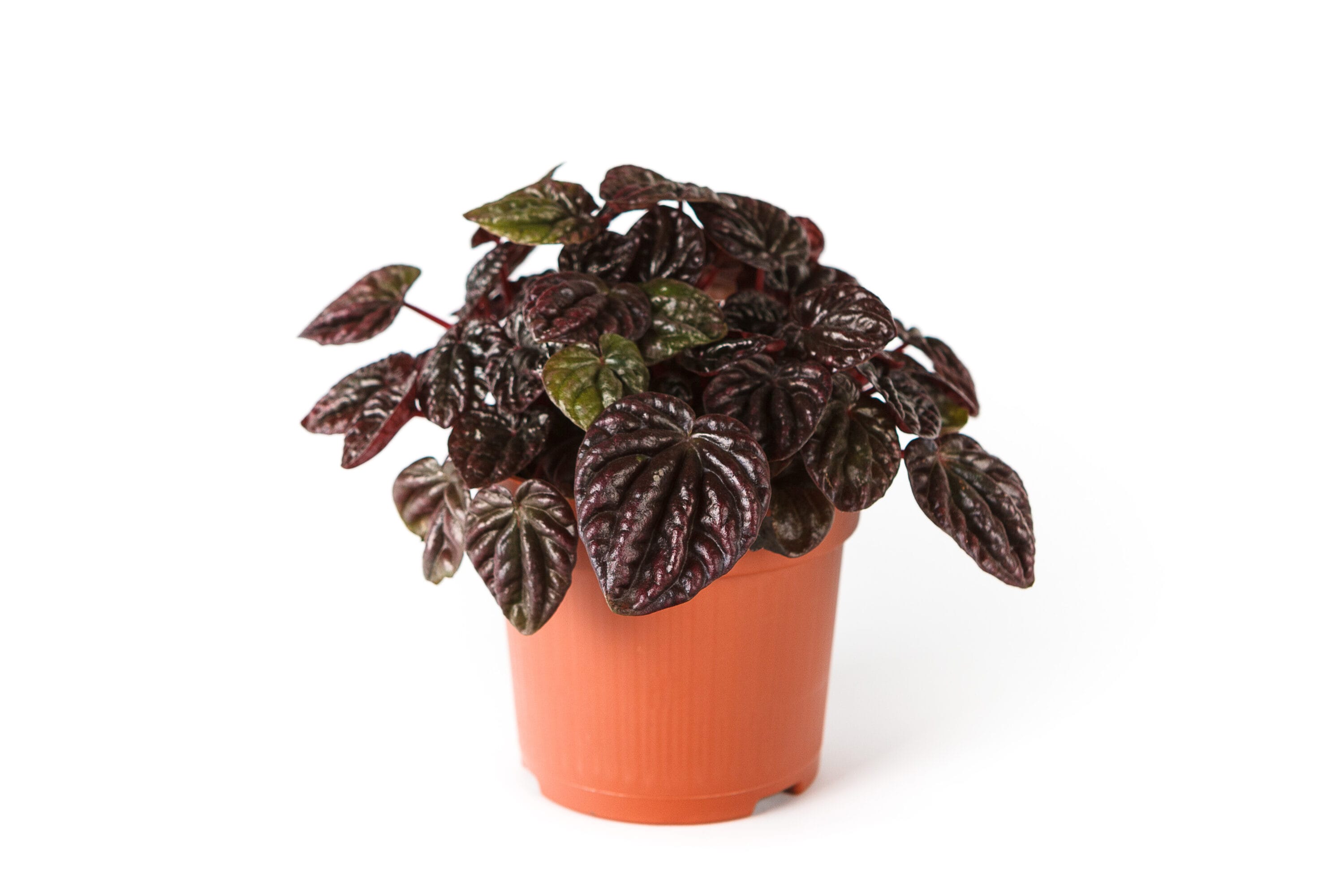National Plant Network LW1504 Schumi Red House plant in 4 Inch(es) Planter 1.0 -Pack