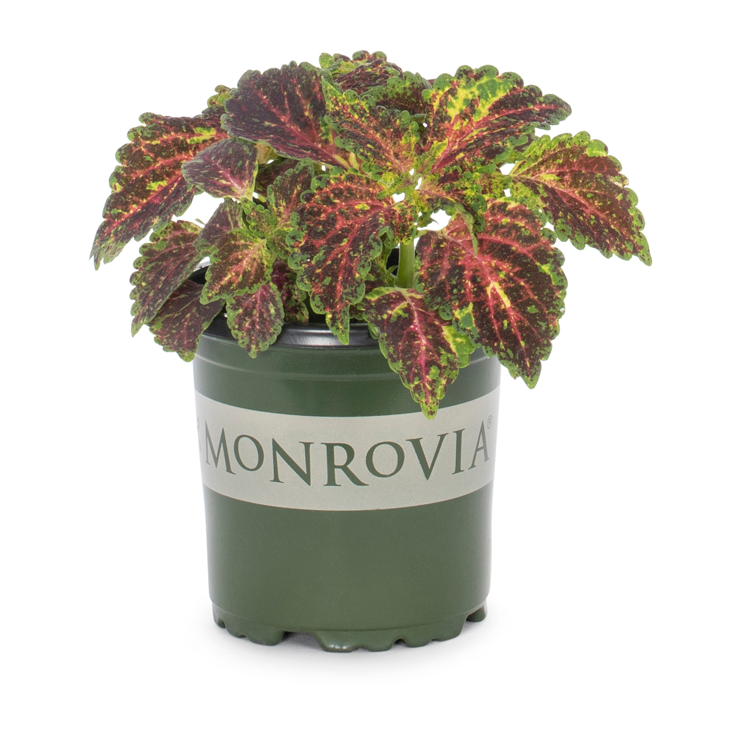Monrovia 201049 Multicolor Coleus in 1-Pint Pot