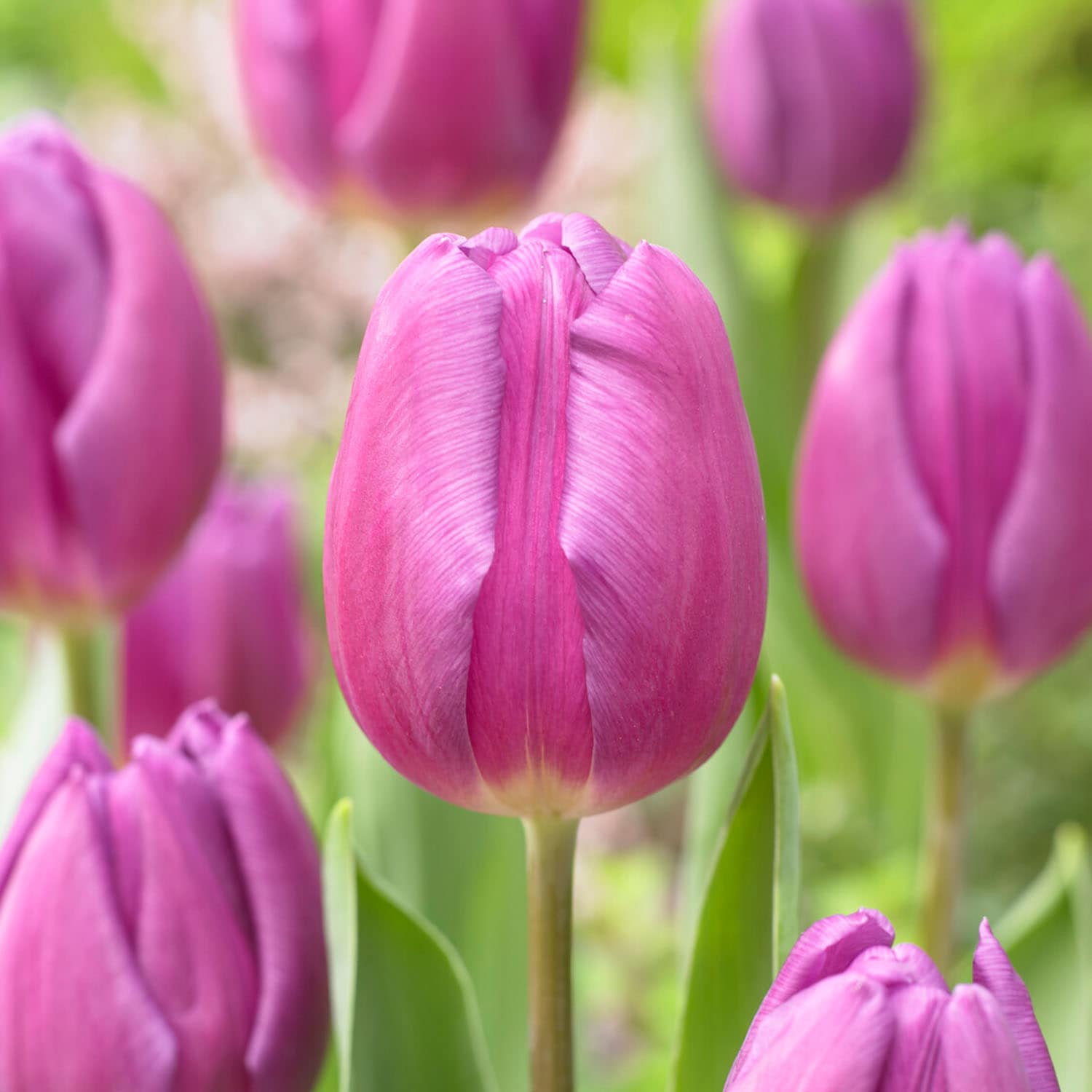 Garden State Bulb ECF-81-25-01 Purple Purple Flag Triumph Tulip Bulbs 25 Count