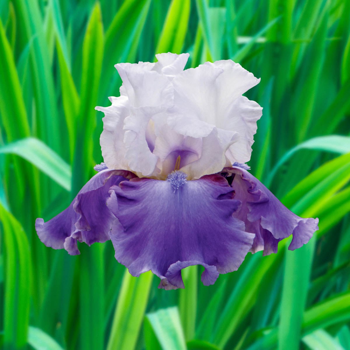 Spring Hill Nurseries 83447 Multicolor Off The Shoulder Iris Plant in 1-Pack Bareroot