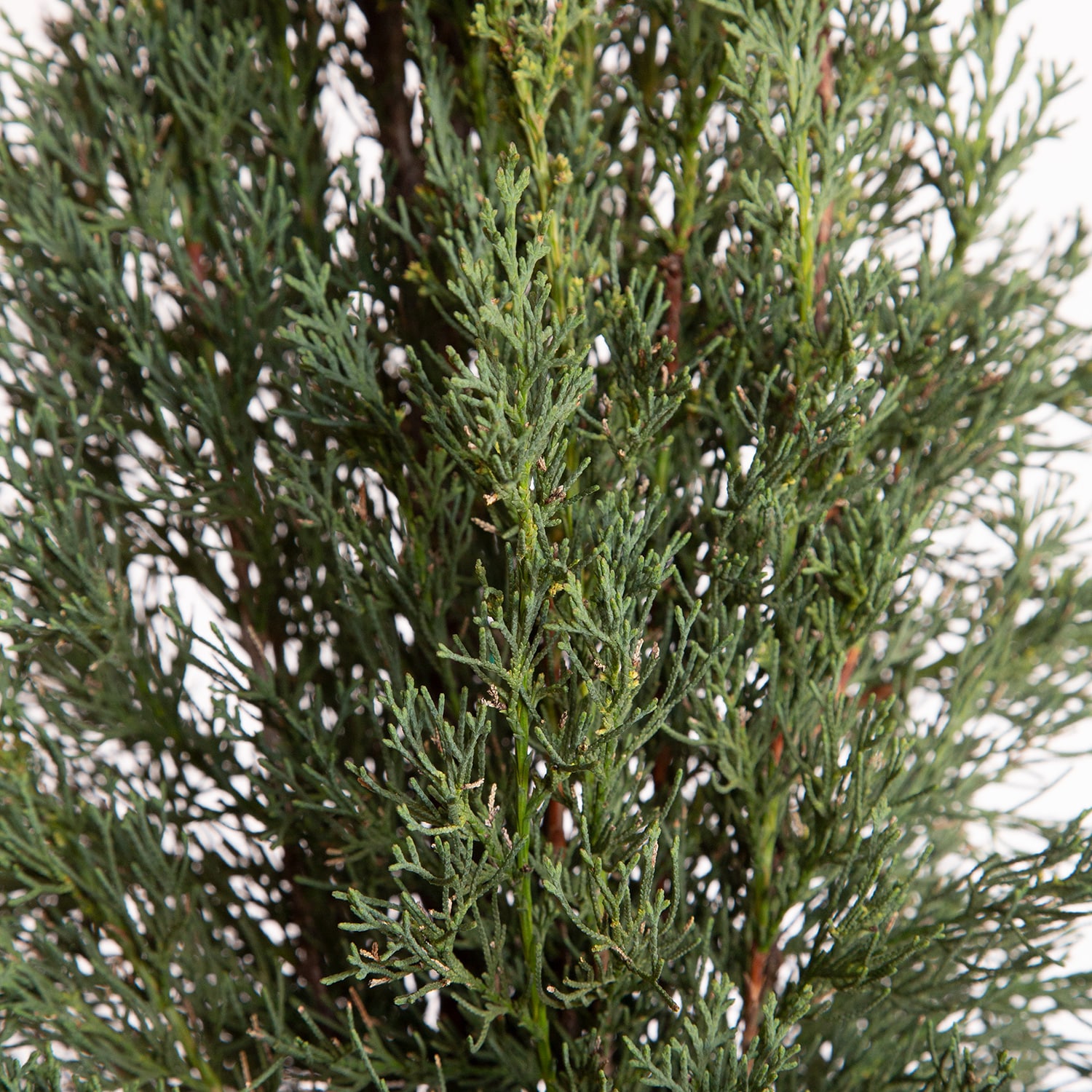 Flowerwood 1240Q-2 trees - View #2