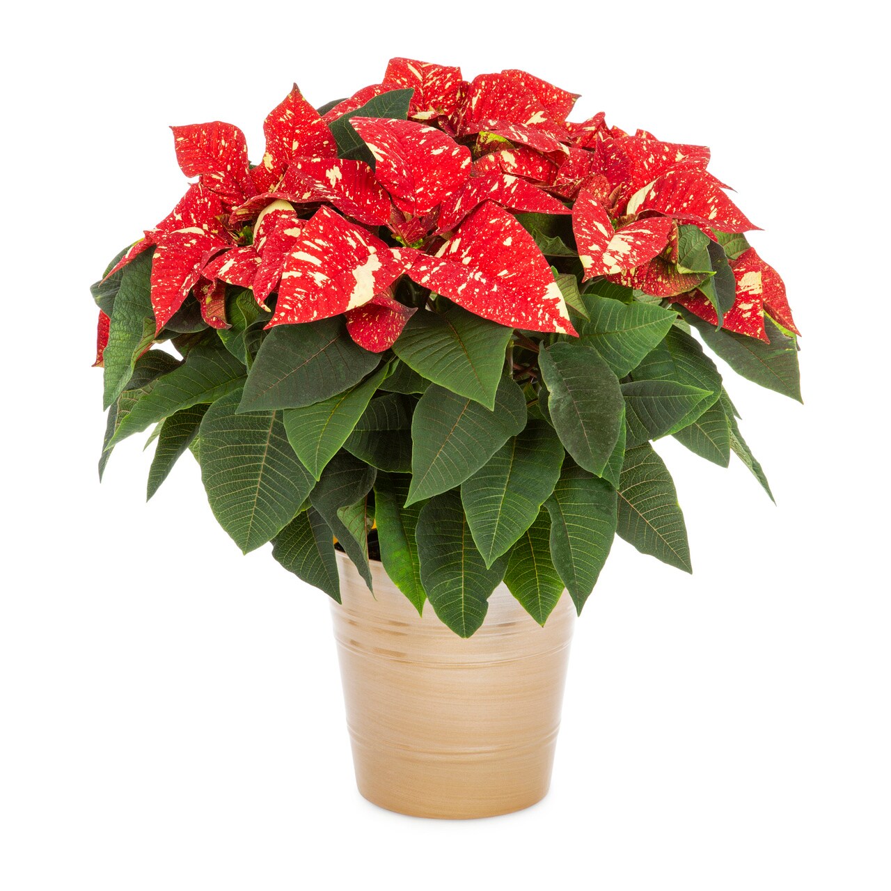 Lowe's 5340067 Fresh-Cut-Christmas-Decorations - View #4