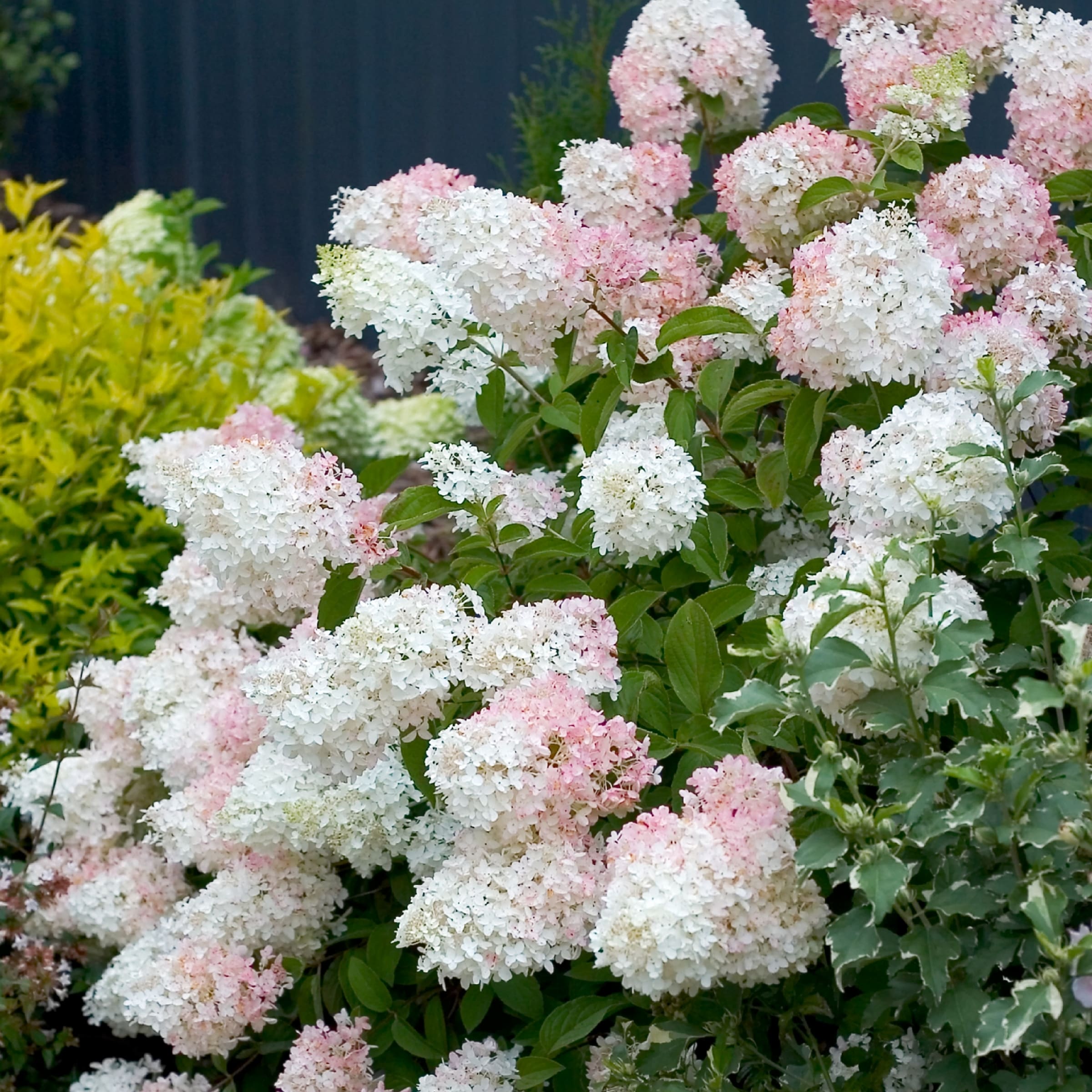 National Plant Network White Hydrangea Phantom Flowering Shrub in 2.5 ...