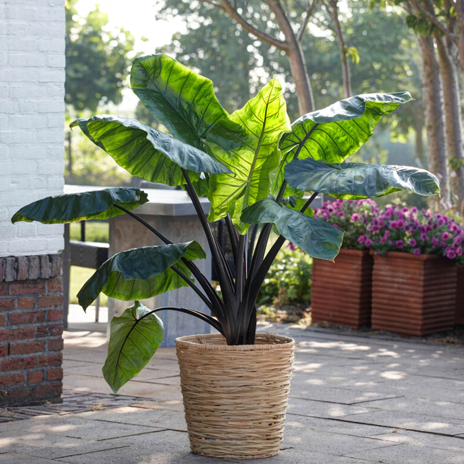 Garden State Bulb ECS-225-03-03 Green Colocasia Black Stem Elephant Ear Bulbs 3 Count