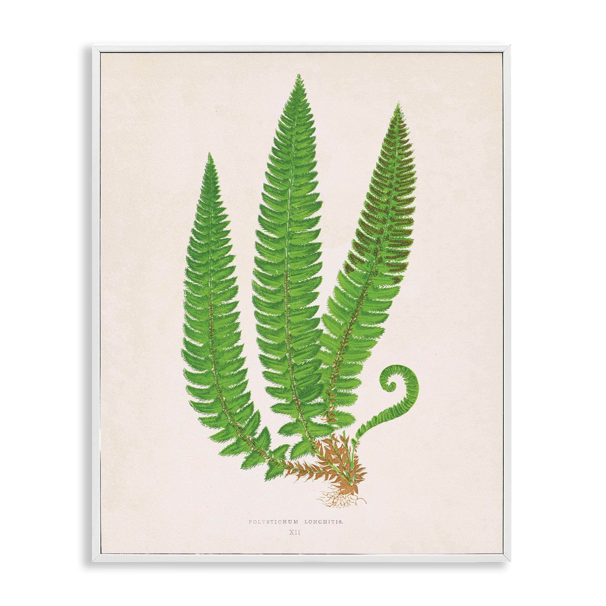 Stupell Industries BT-470-WFR-11X14 Natural Fern Branch Trio White Framed Giclee Art By Phillipa Katz 11 x 14