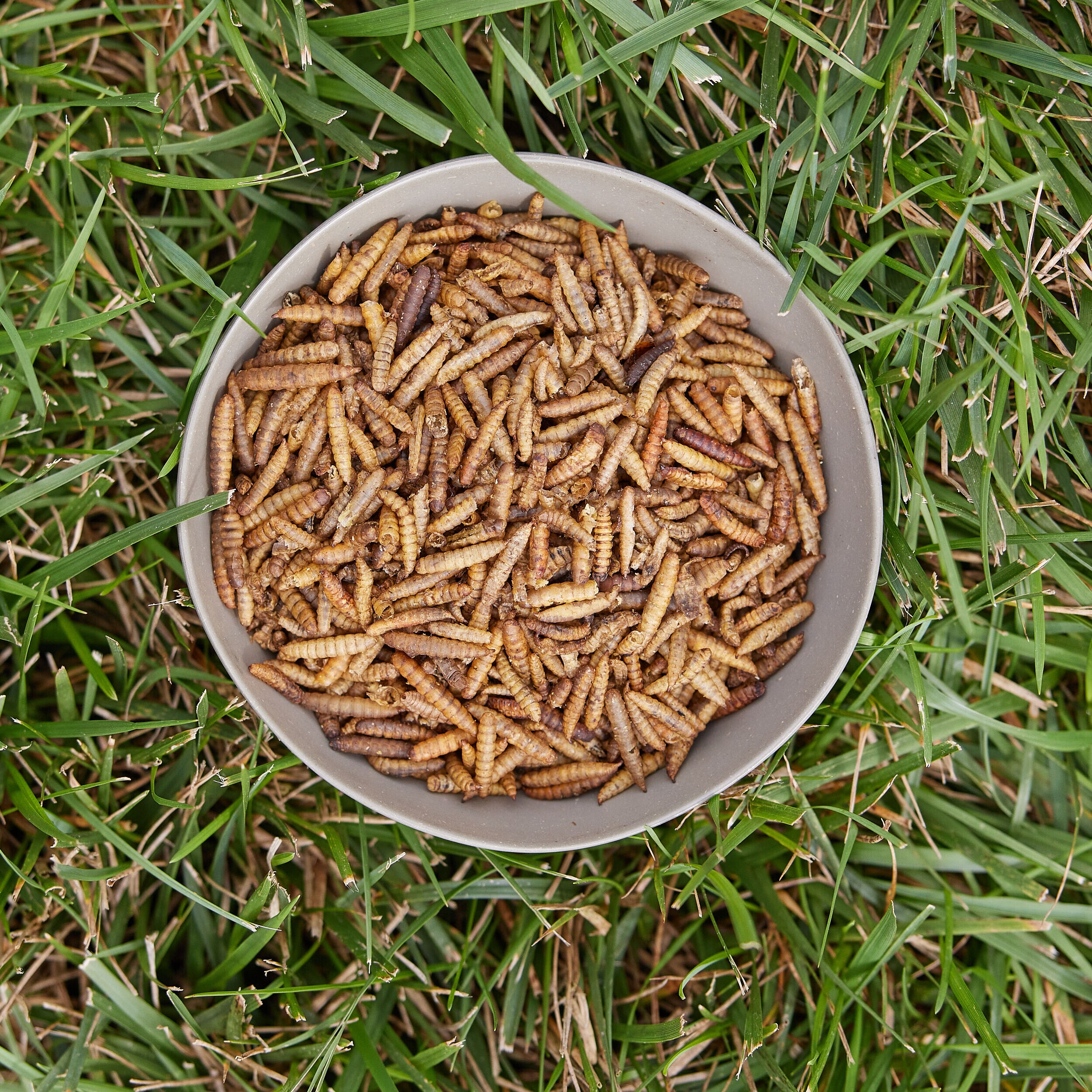 Pecking Order 009354 Poultry-Feed - View #2