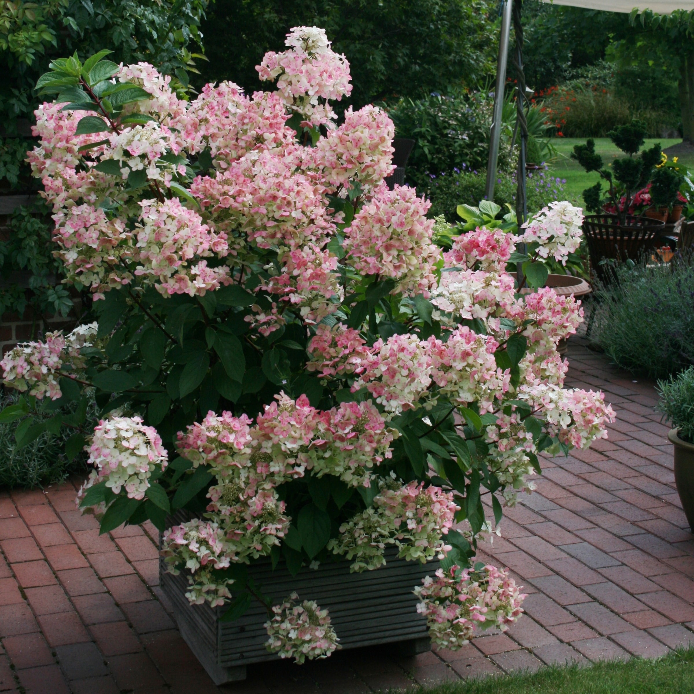National Plant Network LW1551 shrubs - View #7