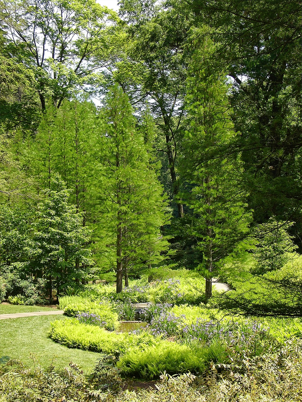 Bald Cypress Non-blooming Plants, Bulbs & Seeds at Lowes.com