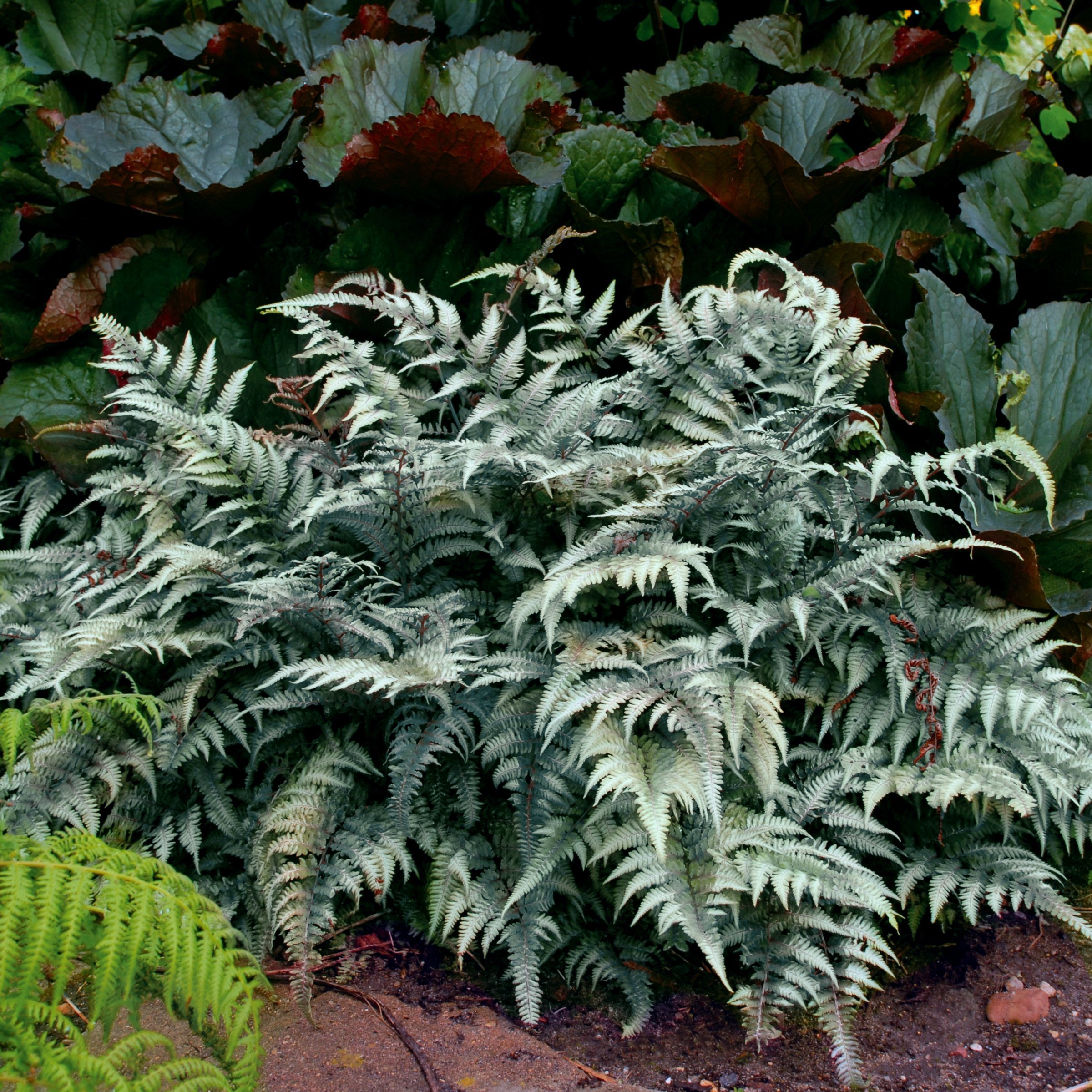 National Plant Network LW2578 perennials - View #3