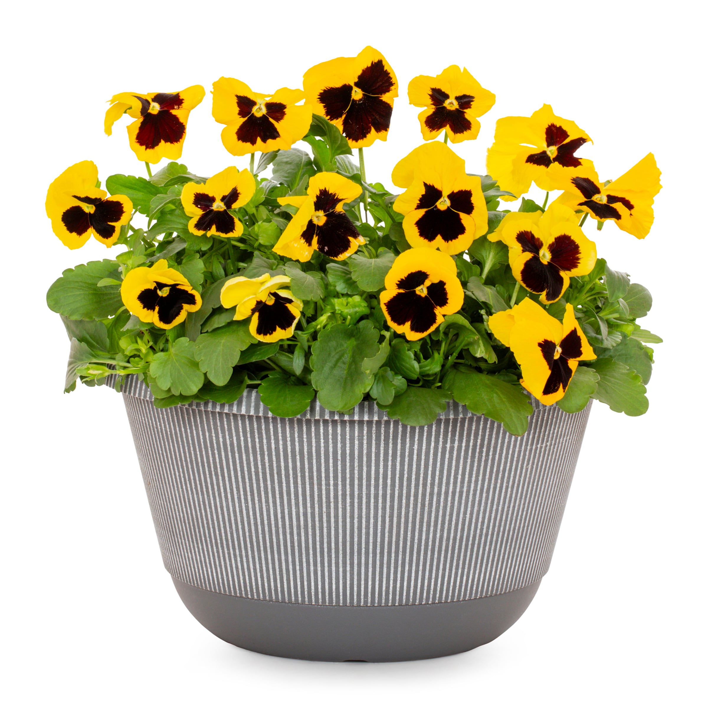 Lowe's Multicolor Pansy in 2-Gallon Planter in the Annuals department ...