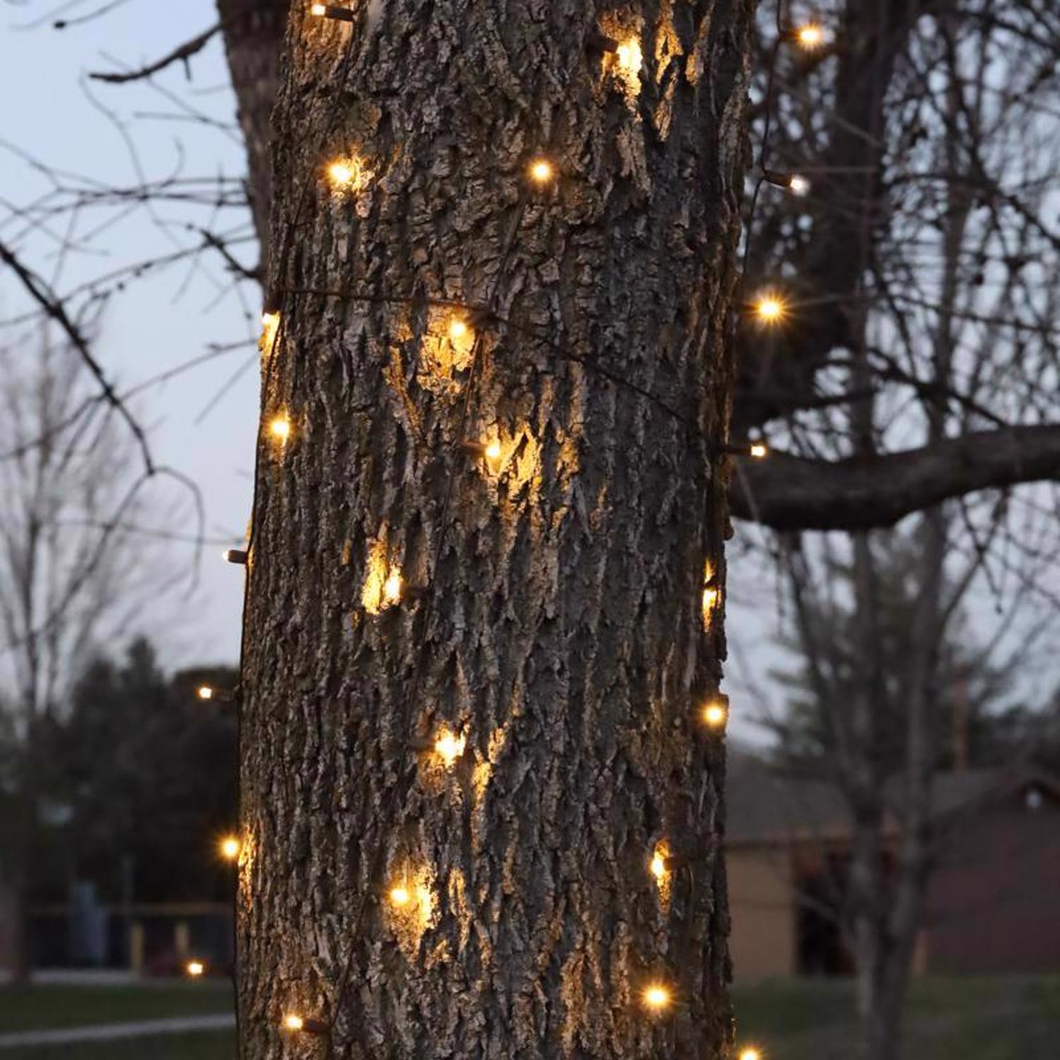 Celebrations Platinum Warm White LED Net Christmas Lights 100 Count 6 ...