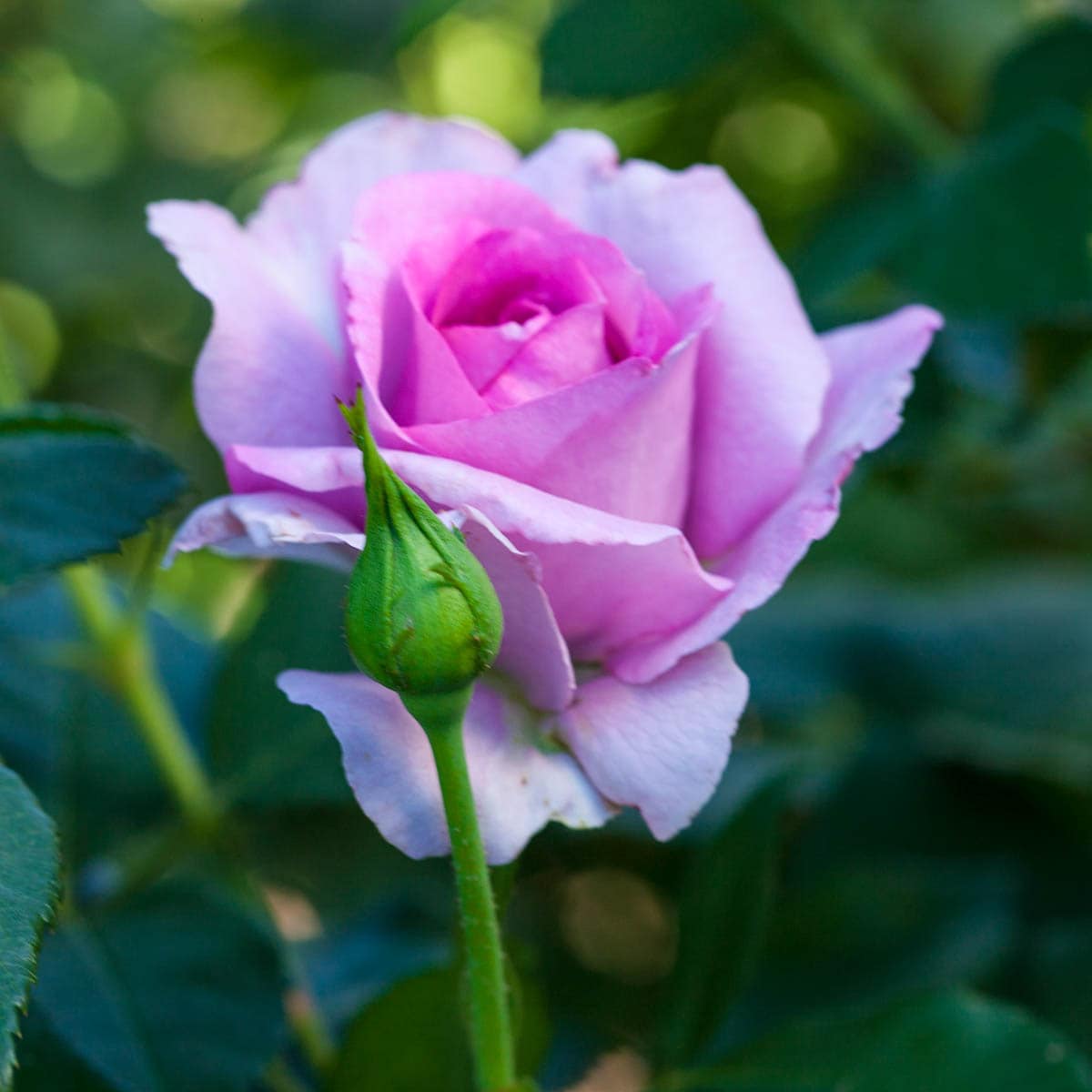 Spring Hill Nurseries 86303 roses - View #3