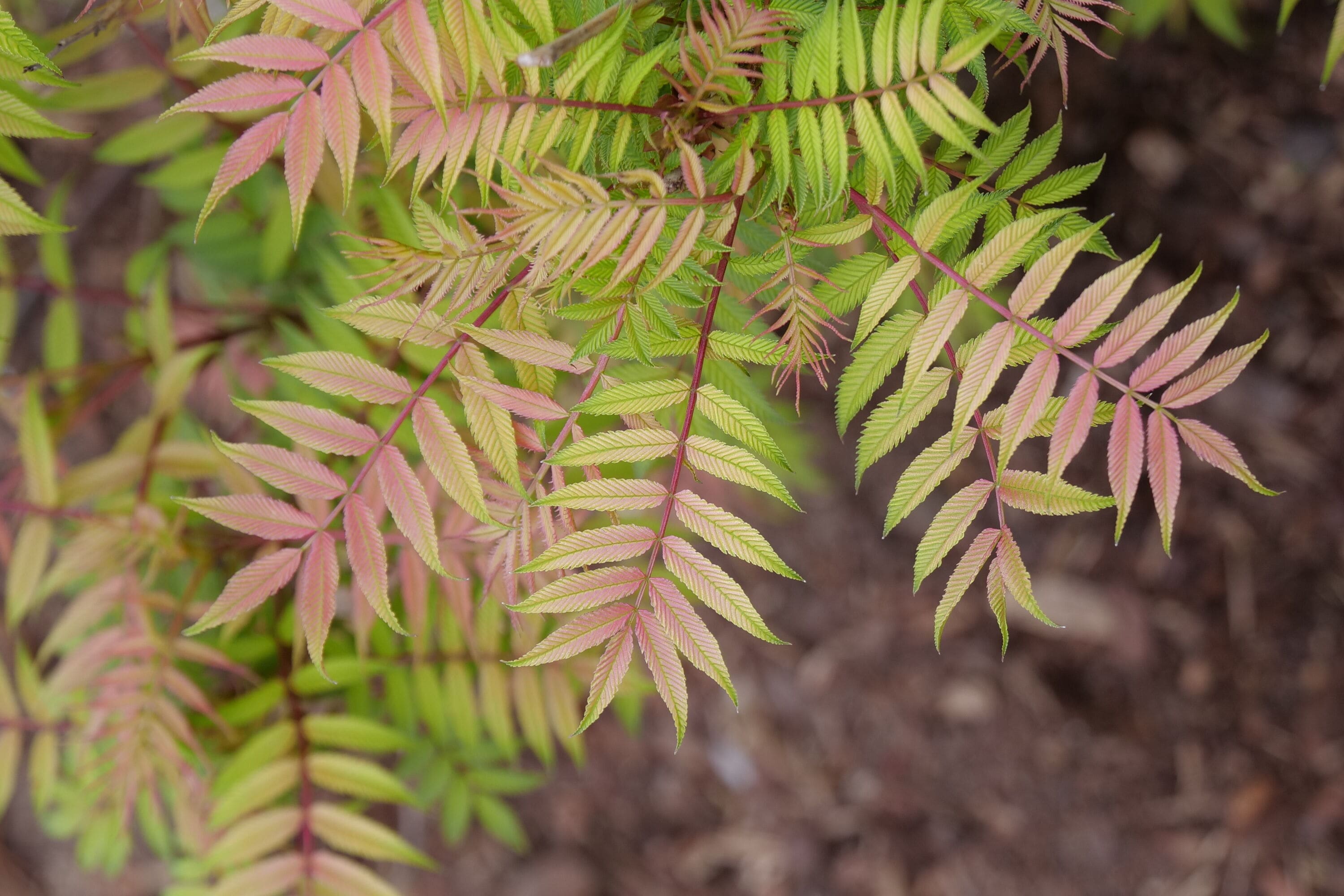 Proven Winners SORPRC1007800 shrubs - View #3