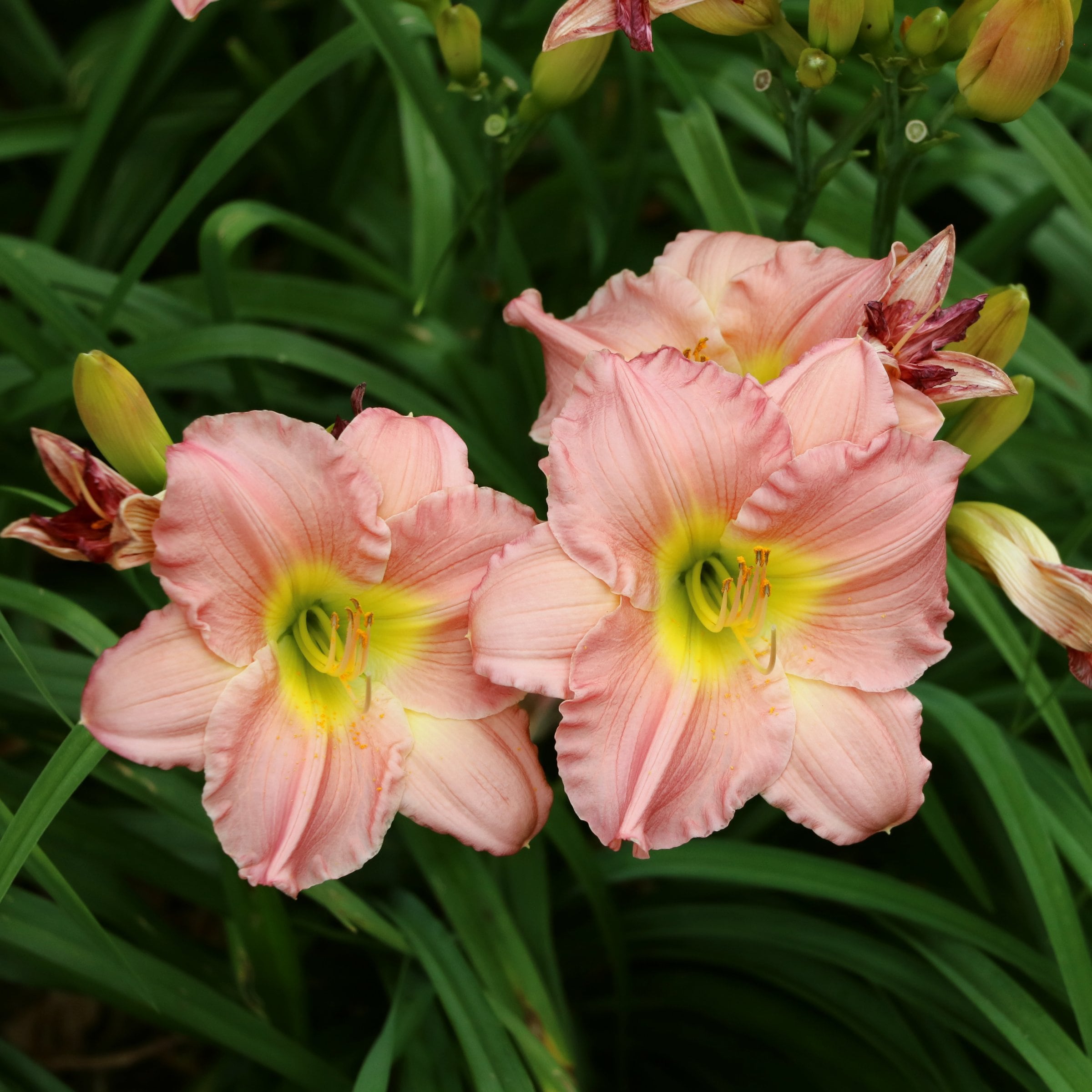 National Plant Network LW1984 perennials - View #7