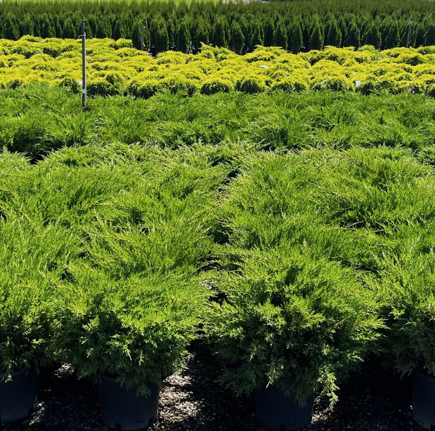  O488001 shrubs - View #3
