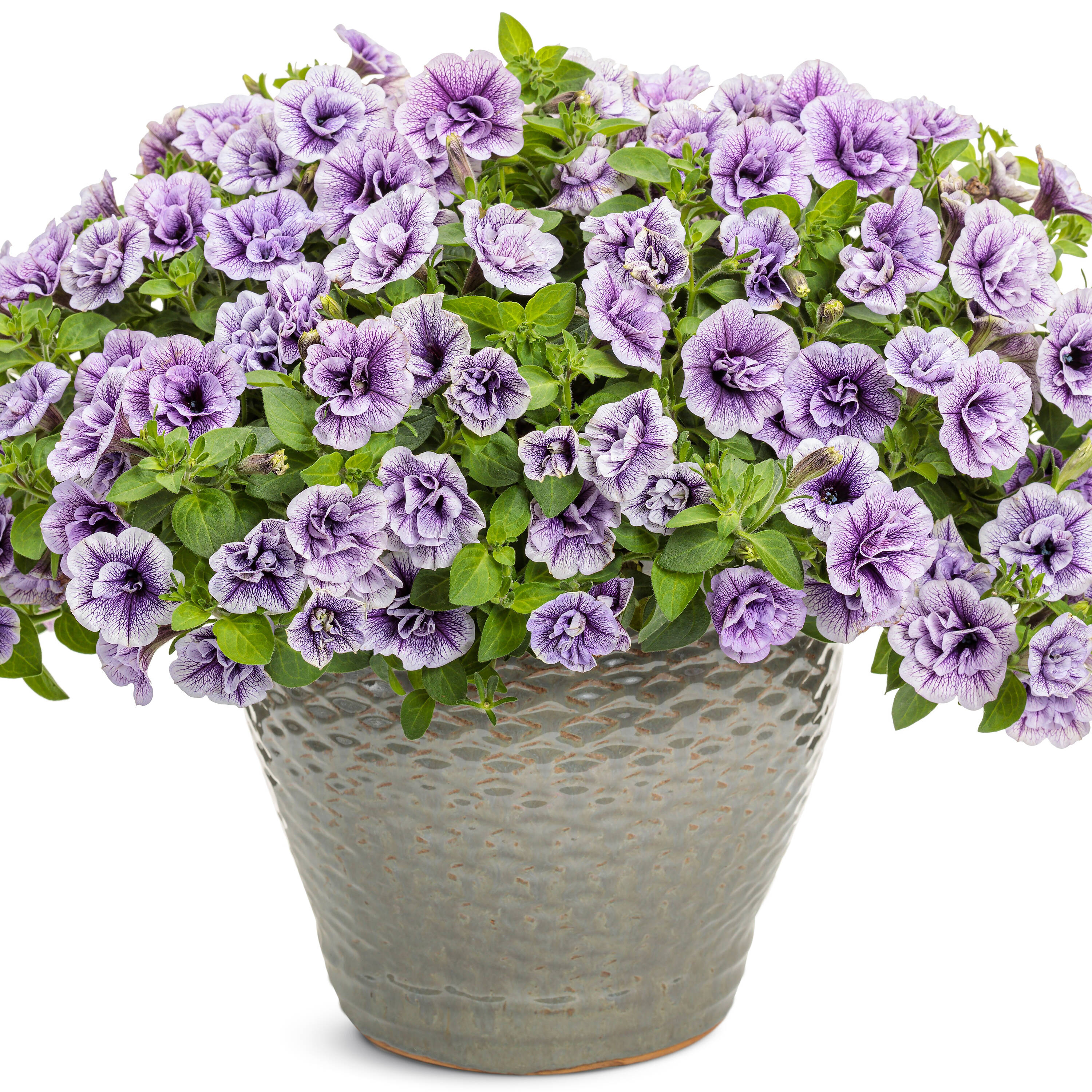 Proven Winners Purple Supertunia Priscilla in 4.25-in Pot at Lowes.com