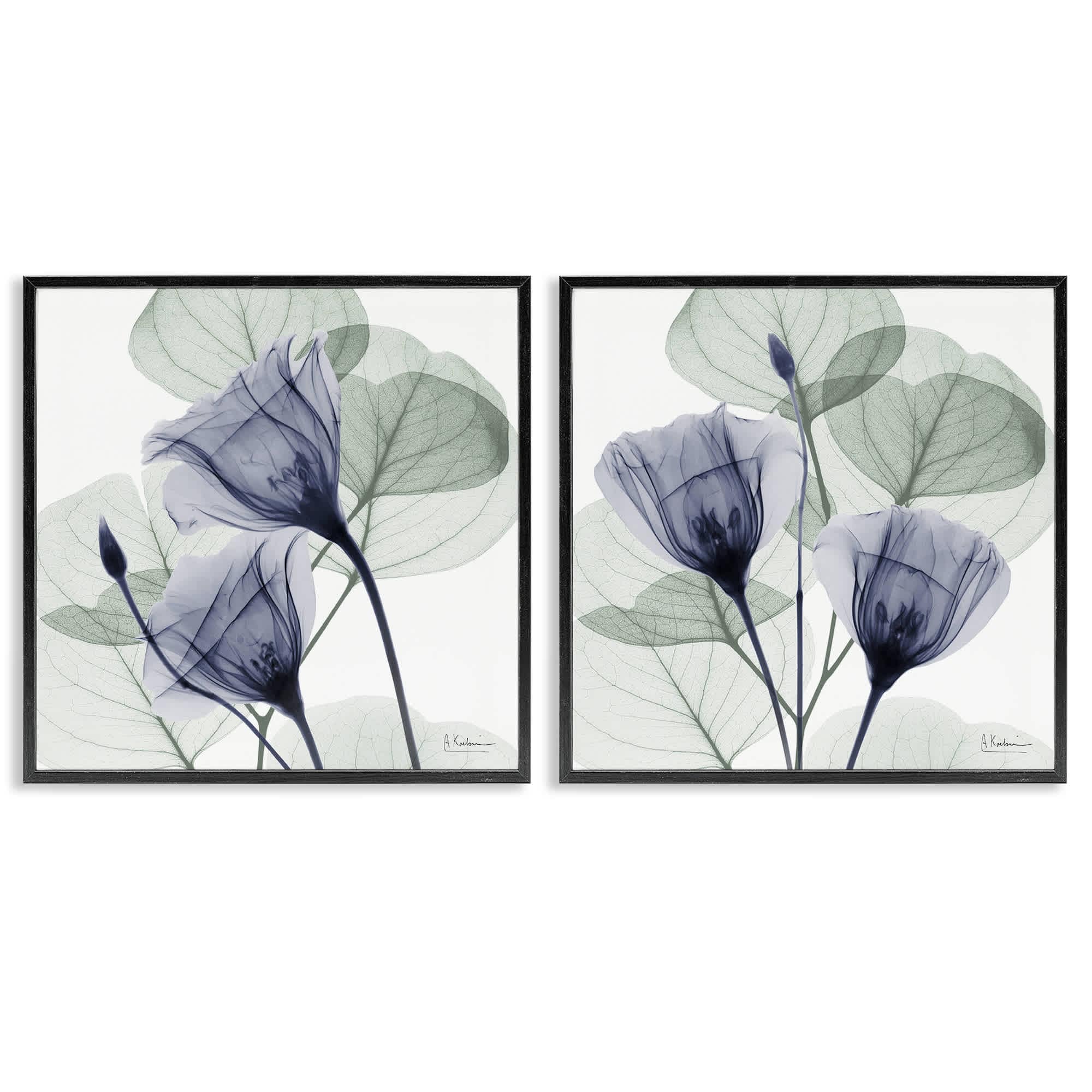 Stupell Industries B2-710-FR-2PC-24X24 Fading Florals and Herbs 2 Piece Black Framed Giclee Art Set By Albert Koetsier 24 x 24