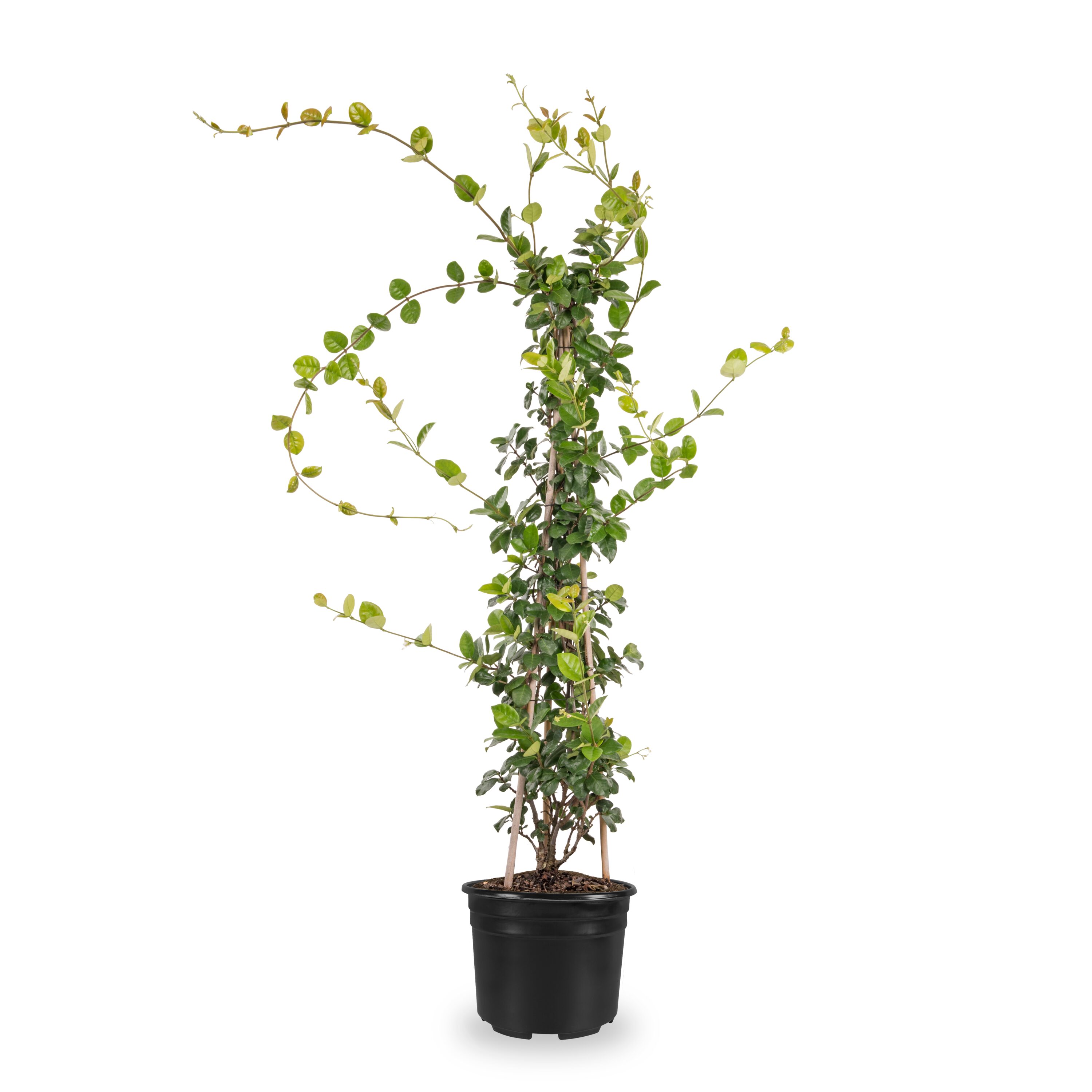 Lowe's 857661 Star Jasmine Flowering Shrub in 1.5 -Gallon Pot 1 -Pack with White Blooms