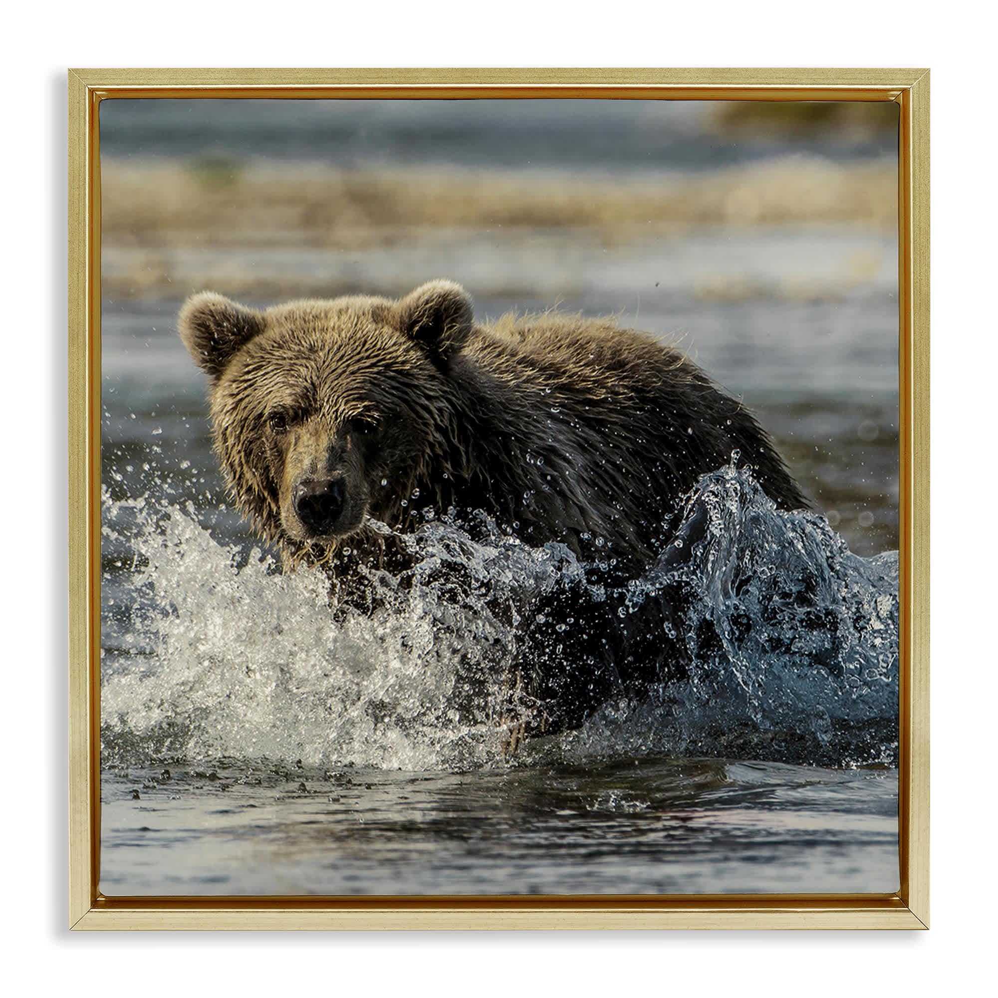 Stupell Industries BS-245-FFG-17X17 Bear Splashing in River Gold Framed Floater Canvas Wall Art By Danita Delimont 18 x 18