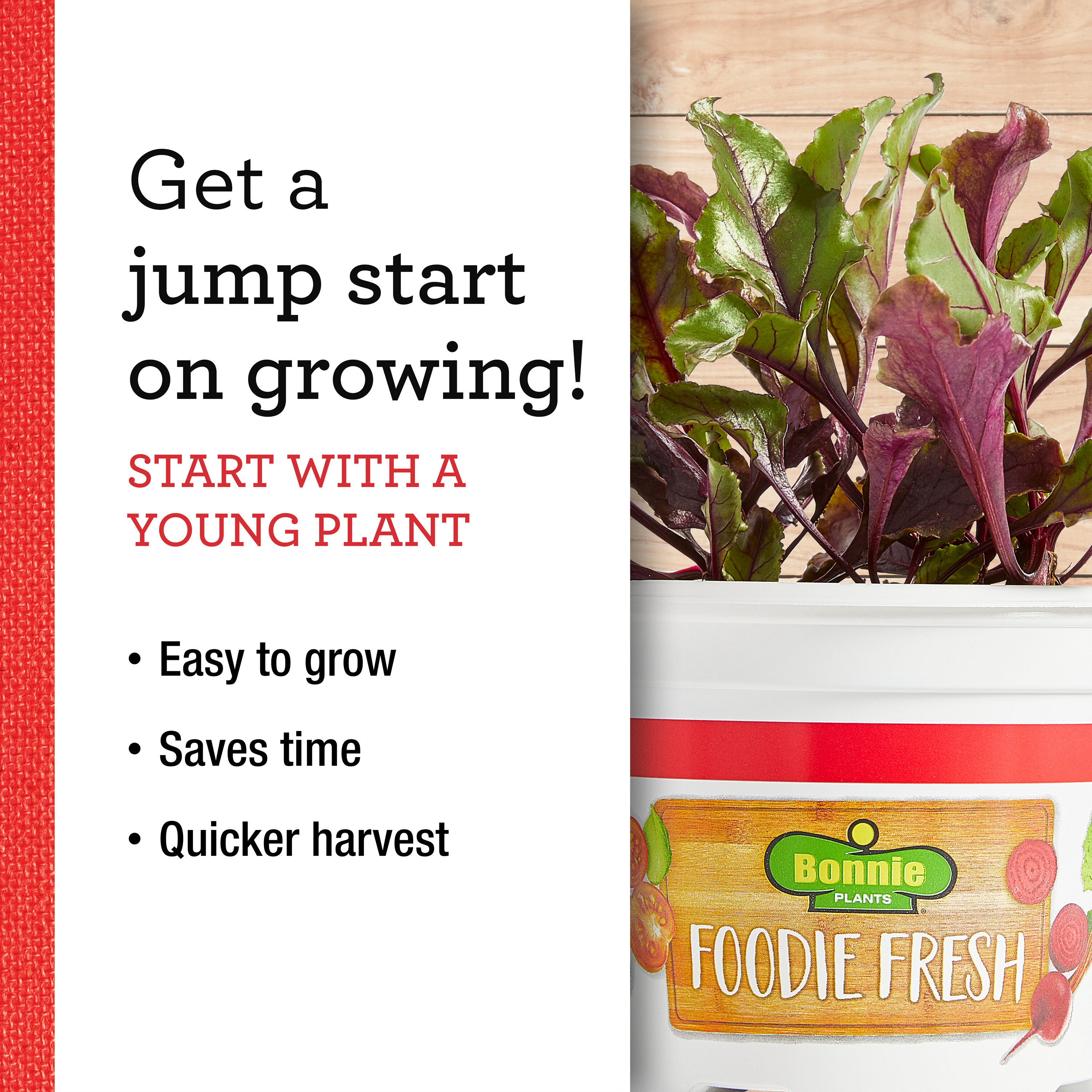 Bonnie Plants 202071 Vegetable-Plants - View #7
