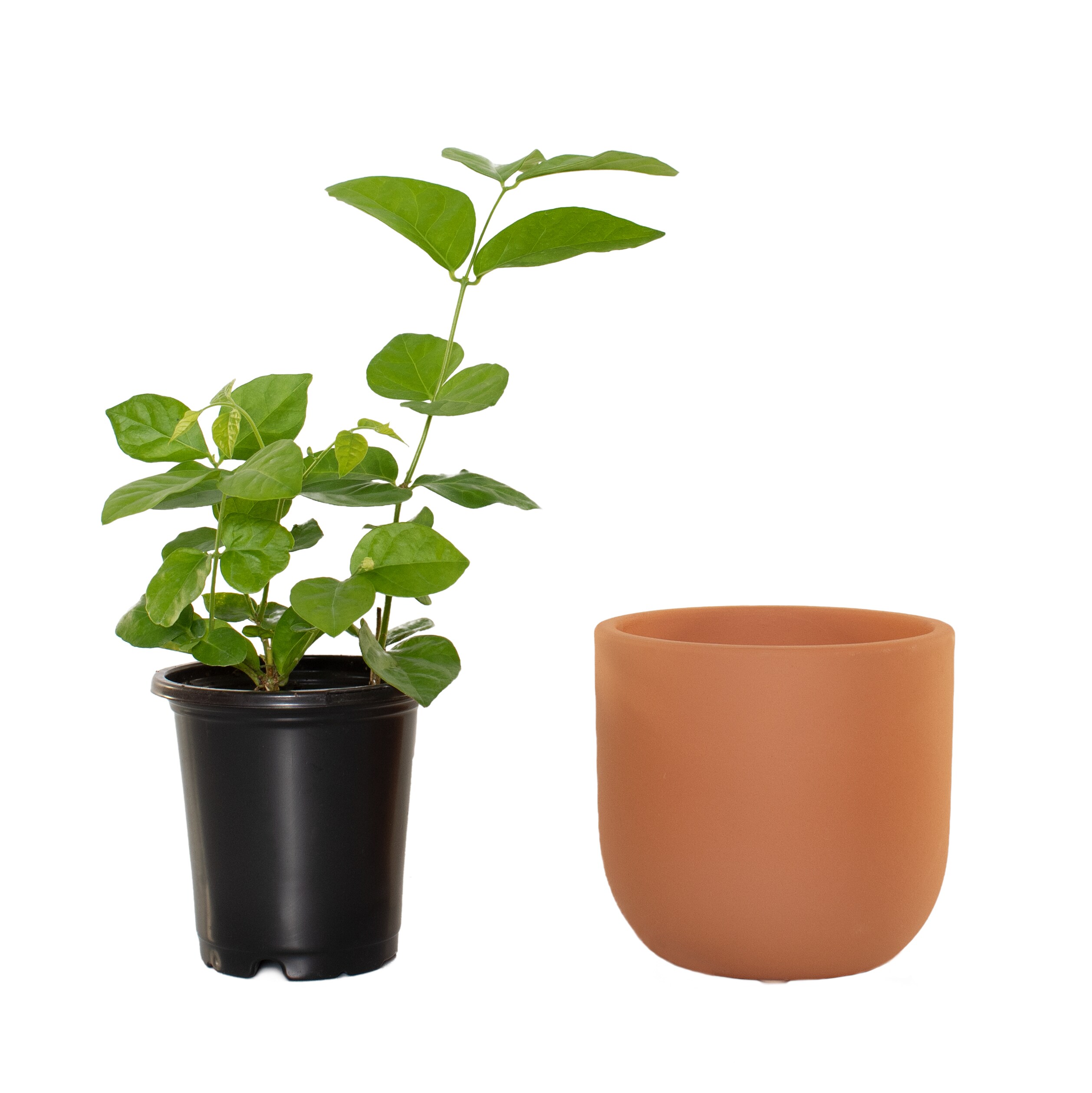 National Plant Network LW4604 hseplants - View #3