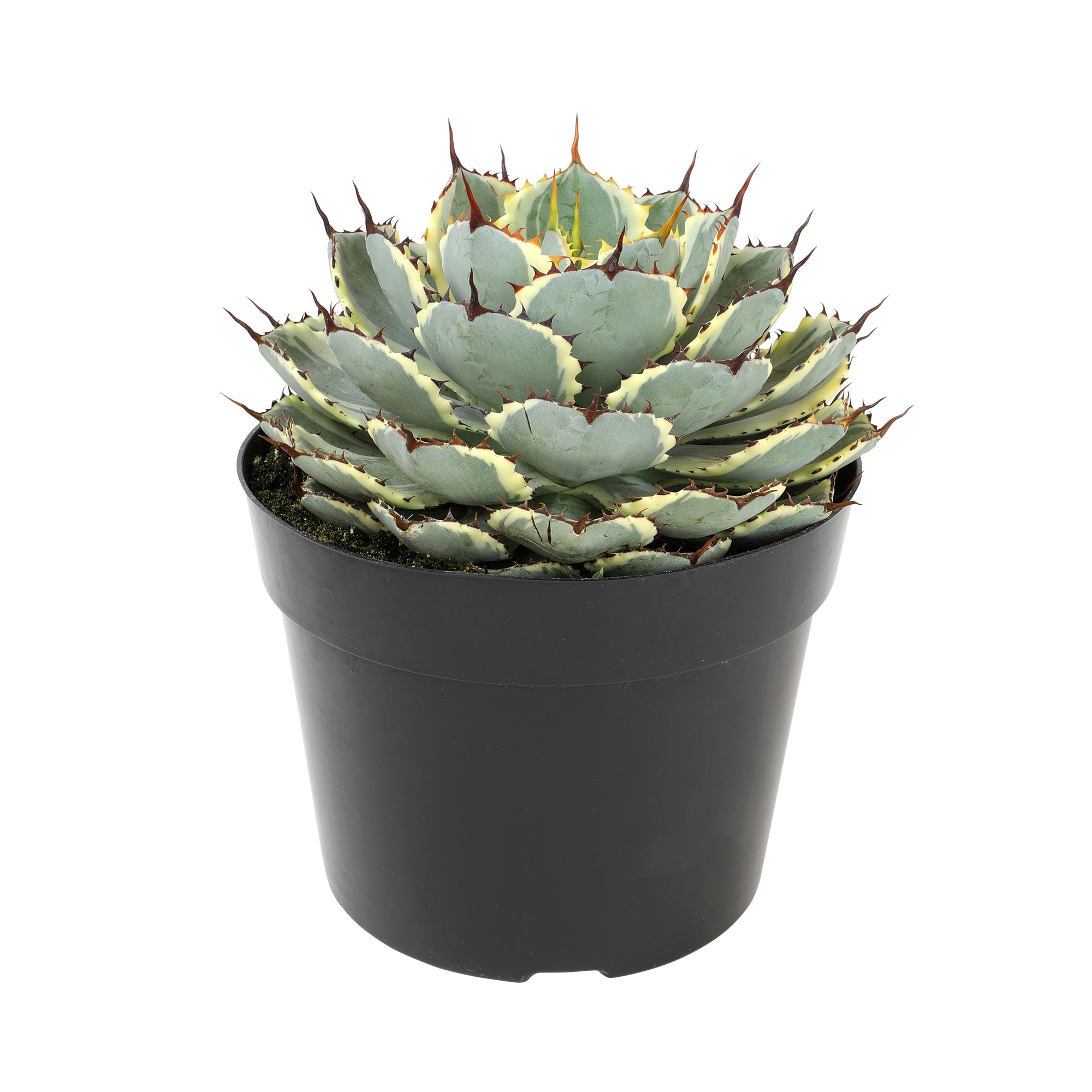 Lowe's 665341 Cacti-Succulents - View #3