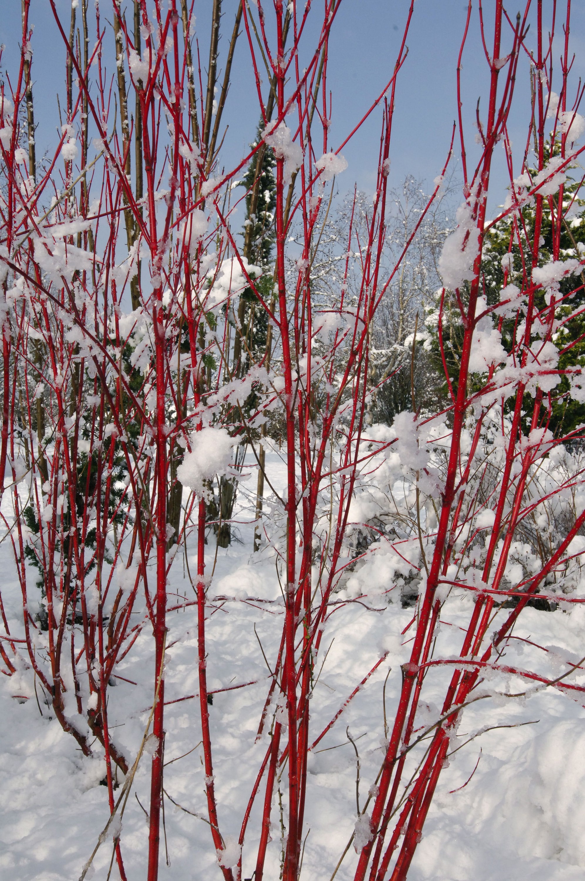 Lowe's NURSERY shrubs - View #2