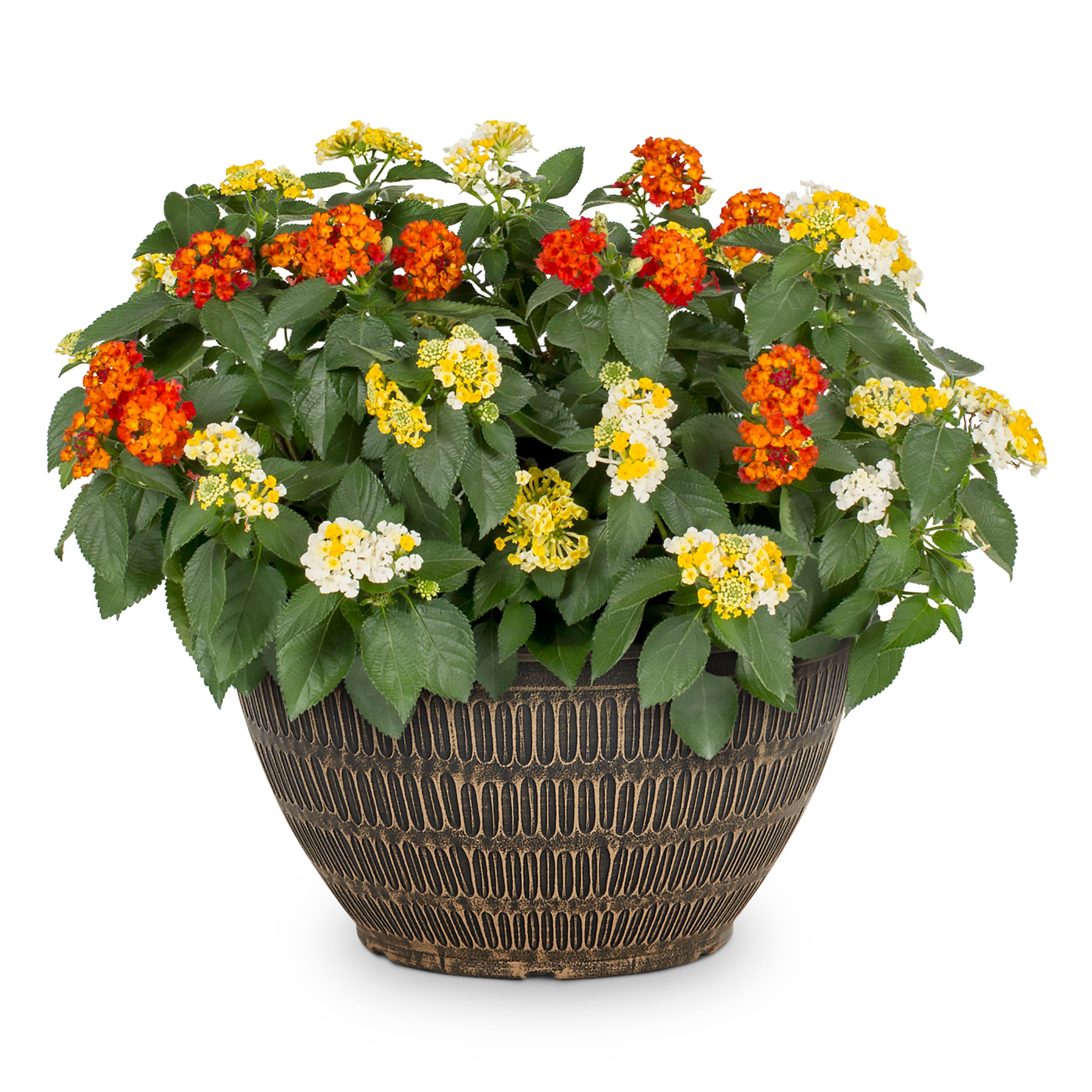 Lowe's NURSERY Multicolor Mixed Annuals in 2.00 Gallon(s) Planter 1 -Pack