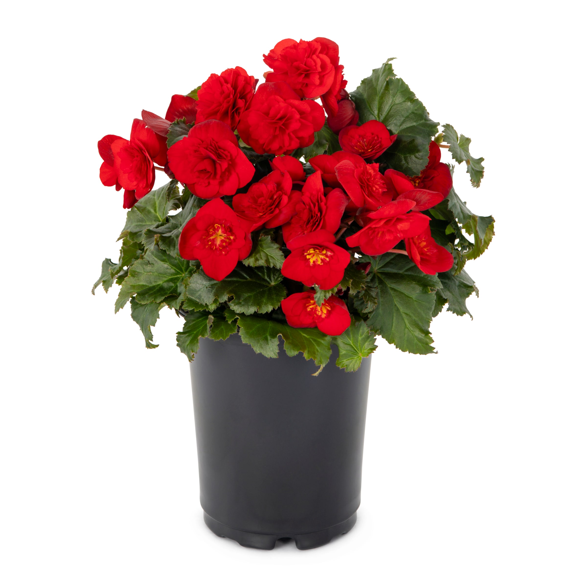 Lowe's 94002 Multicolor Tuberous Begonia in 1.5 Pint Pot 1 -Pack