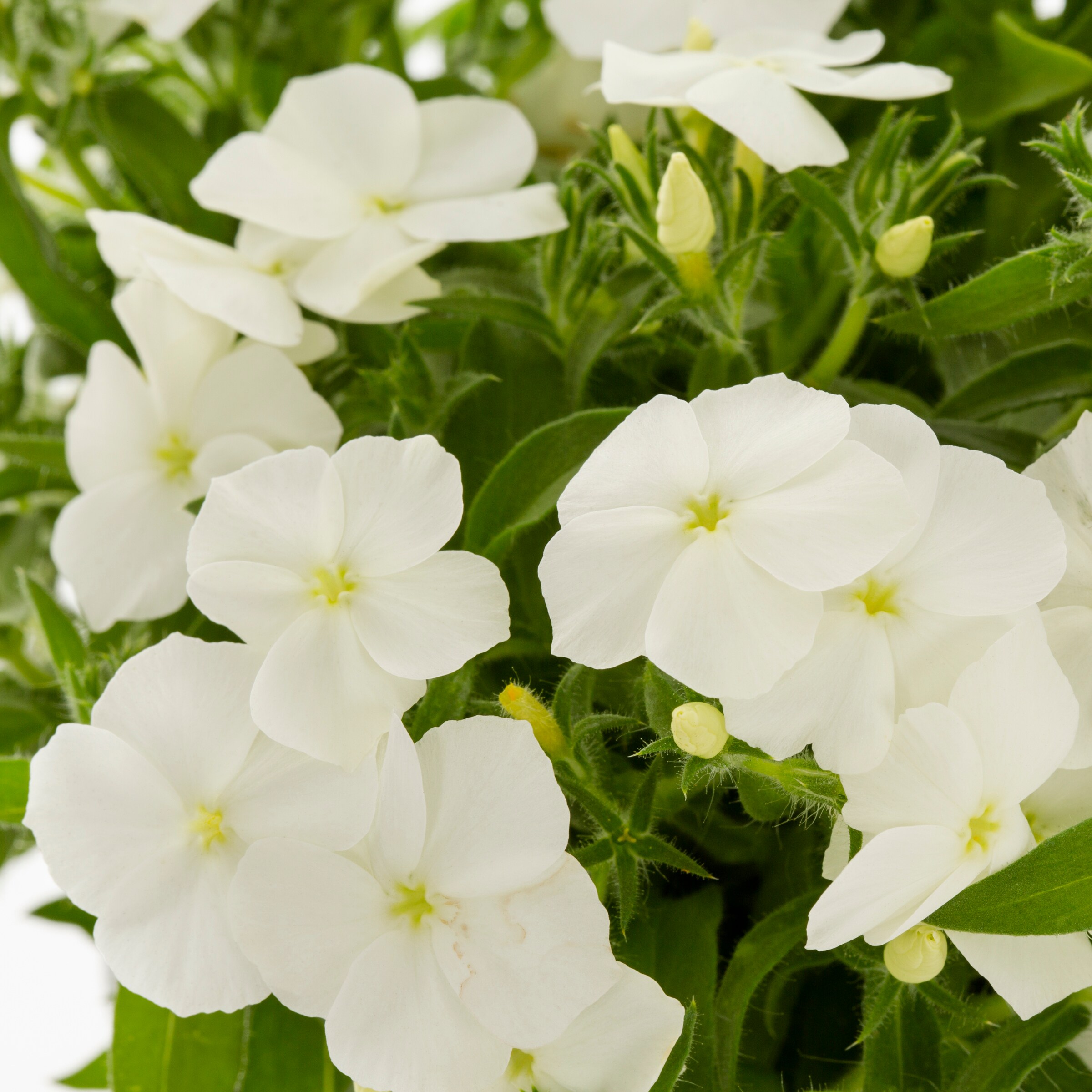 Lowe's NURSERY annuals - View #4