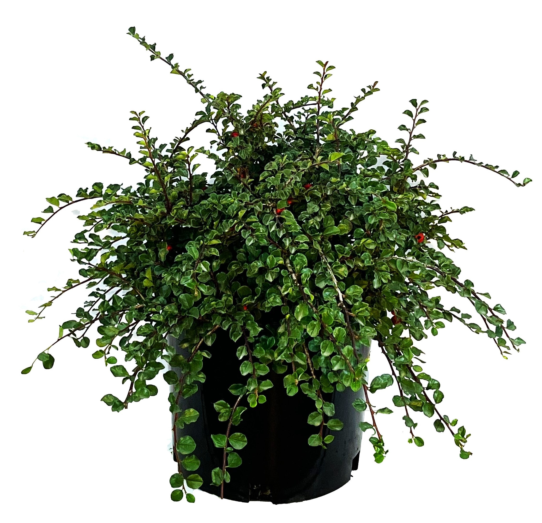  O208003 Cranberry Cotoneaster Accent Shrub in 2.25 -Gallon Pot 1 -Pack