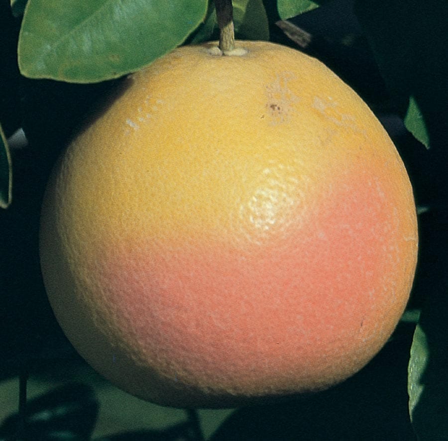 Lowe's 644373039443 Grapefruit Plant