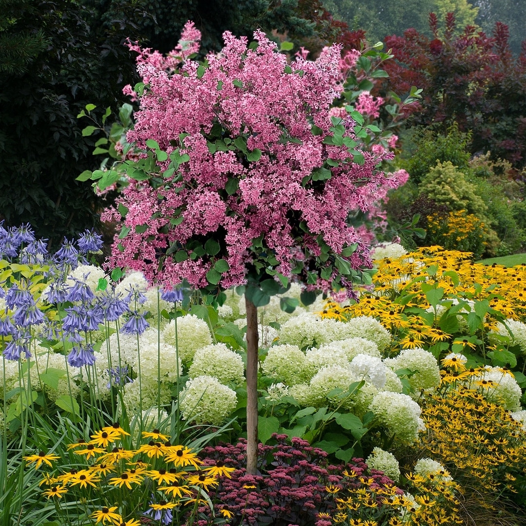 National Plant Network LW1357 shrubs - View #4