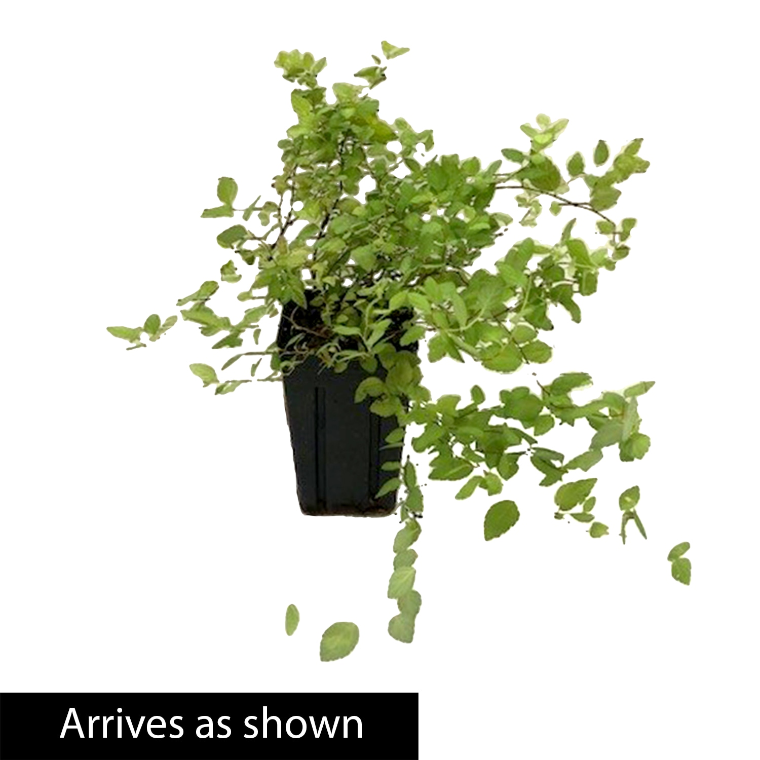 Gurney's Seed and Nursery 90221 shrubs - View #4