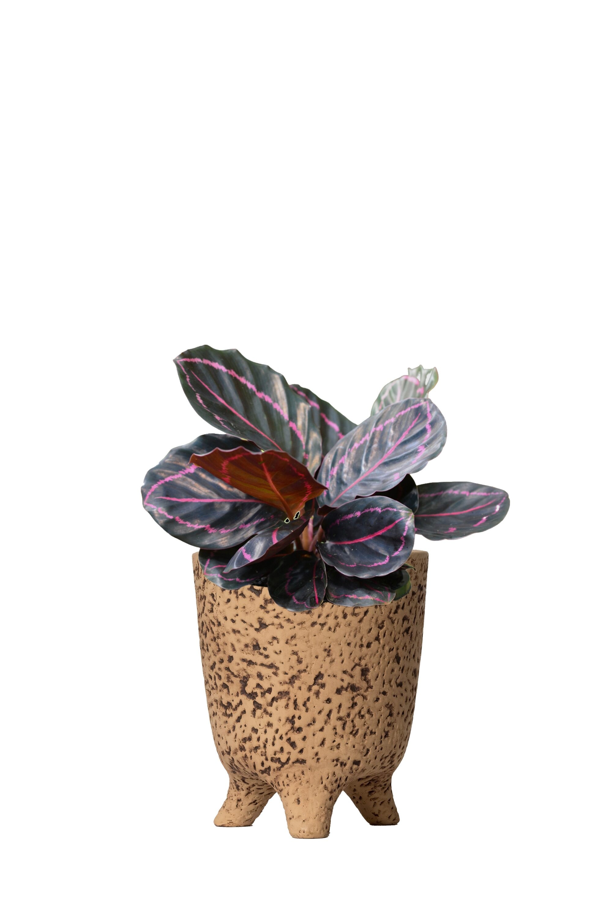 LiveTrends ASB06969 Artisan - Calathea Dottie House plant in 4 Inch(es) Pot 1.0 -Pack