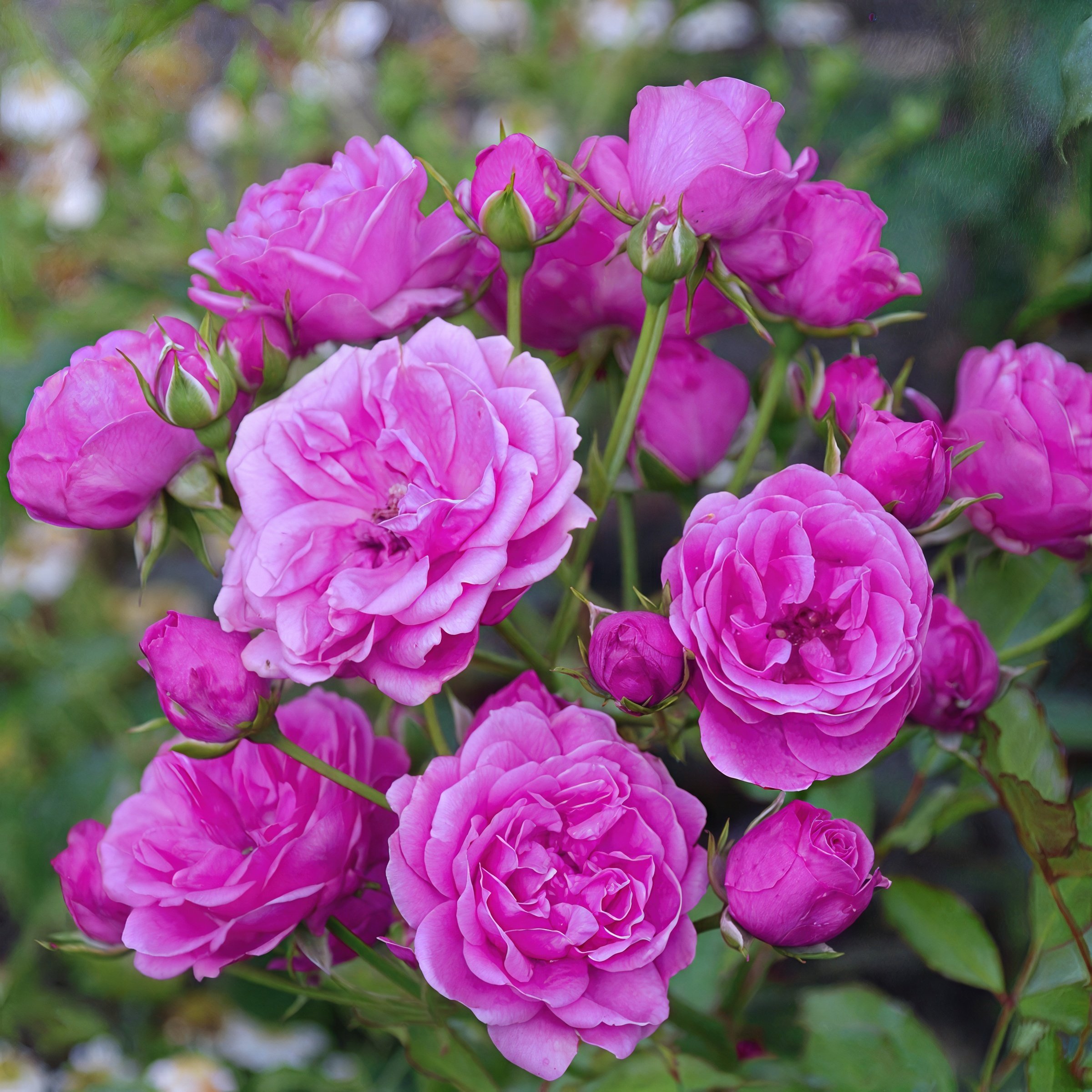 National Plant Network LW2579 roses - View #7