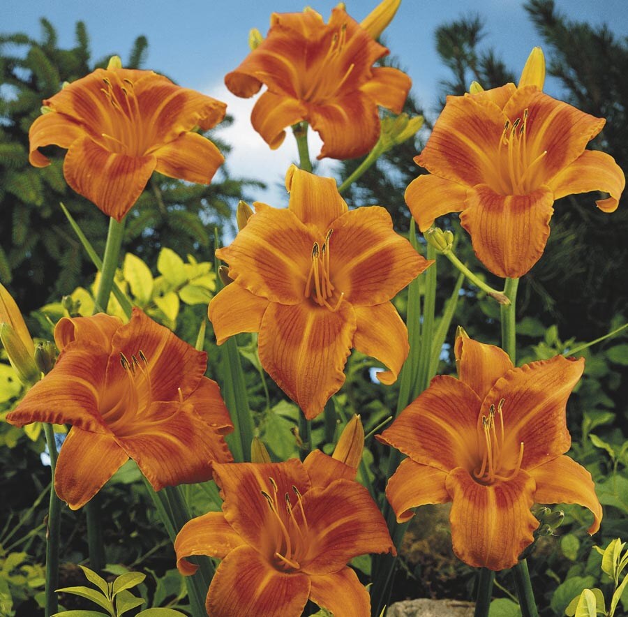  NURSERY Orange Rocket City Daylily Plant in 2.62-Quart Pot