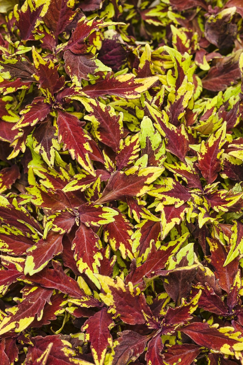 Proven Winners COLPRW1377504 ColorBlaze Royale Apple Brandy Coleus in 4.25-in Pot 4-Pack - Apple Red-Chartreuse Foliage, Deer-Resistant