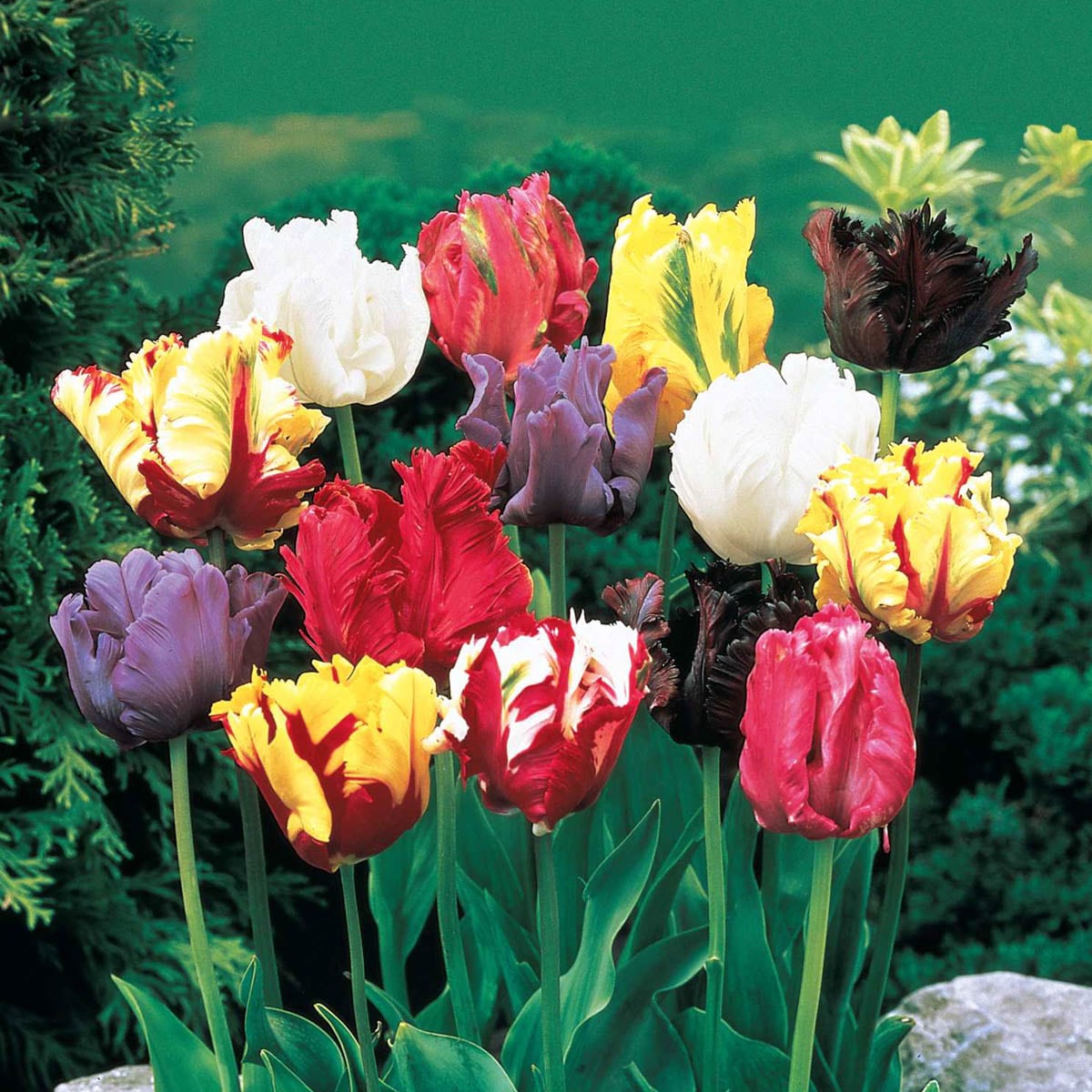 Breck's 72599 Plant-Bulbs - View #4