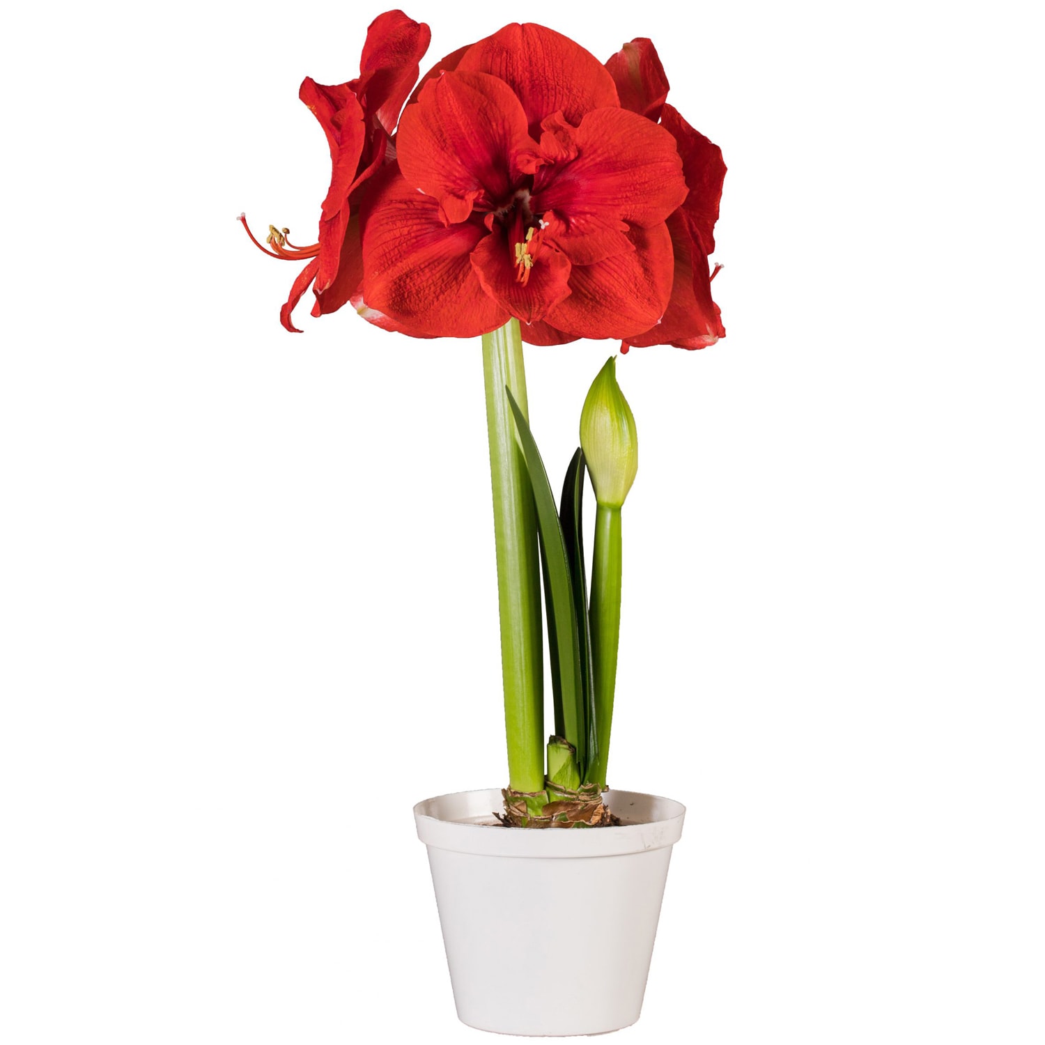 Van Zyverden 88412 Red Premium Fast Track Amaryllis Hypersonic Bulbs 1 Count