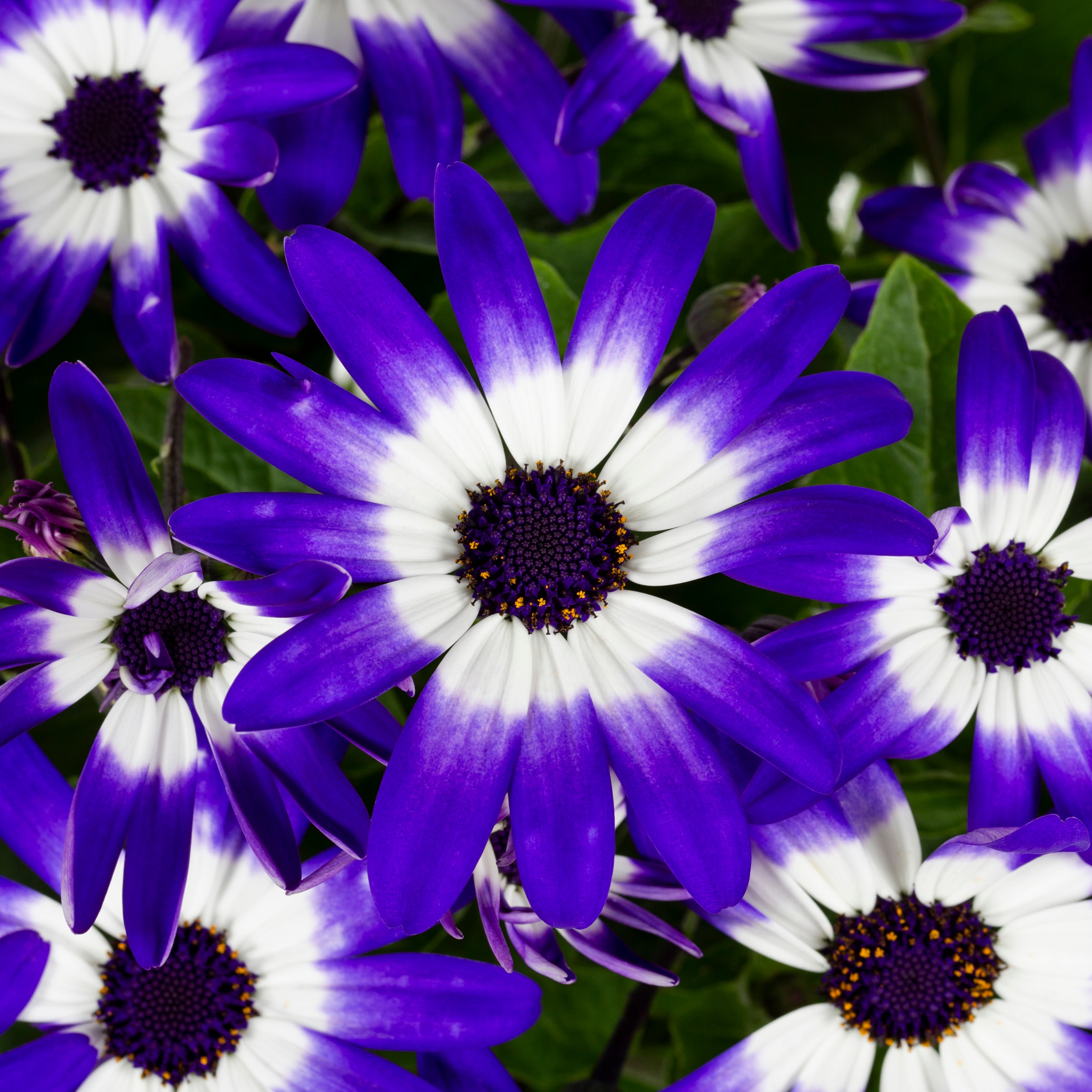 Lowe's 345904 annuals - View #5
