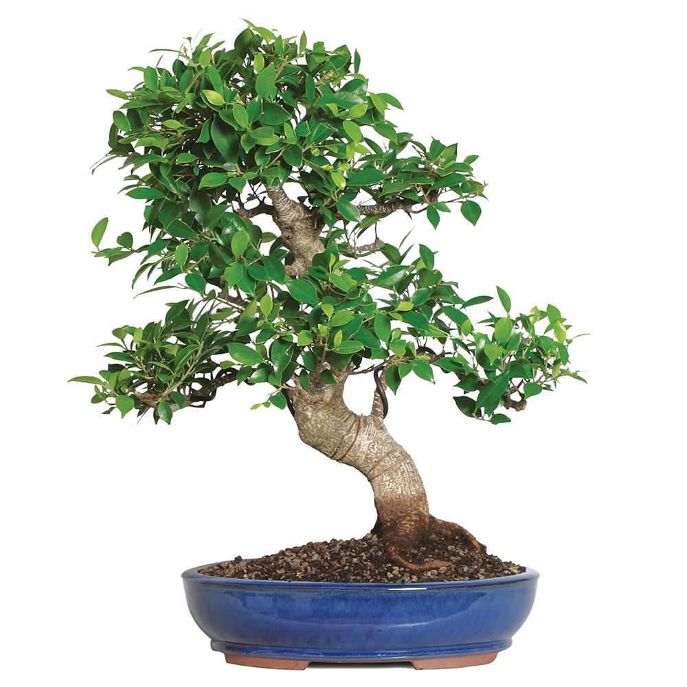 Reviews for Brussel's Bonsai Golden Gate Ficus Bonsai Tree in
