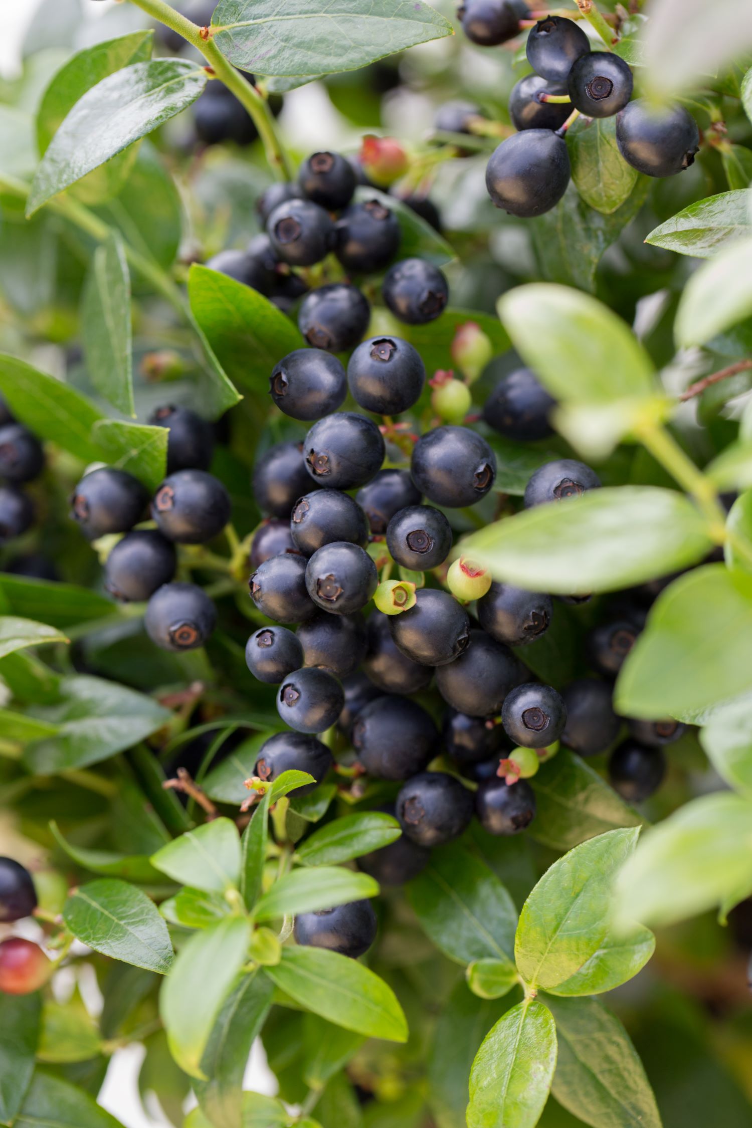 Bushel and Berry O892602 Fruit-Plants - View #3