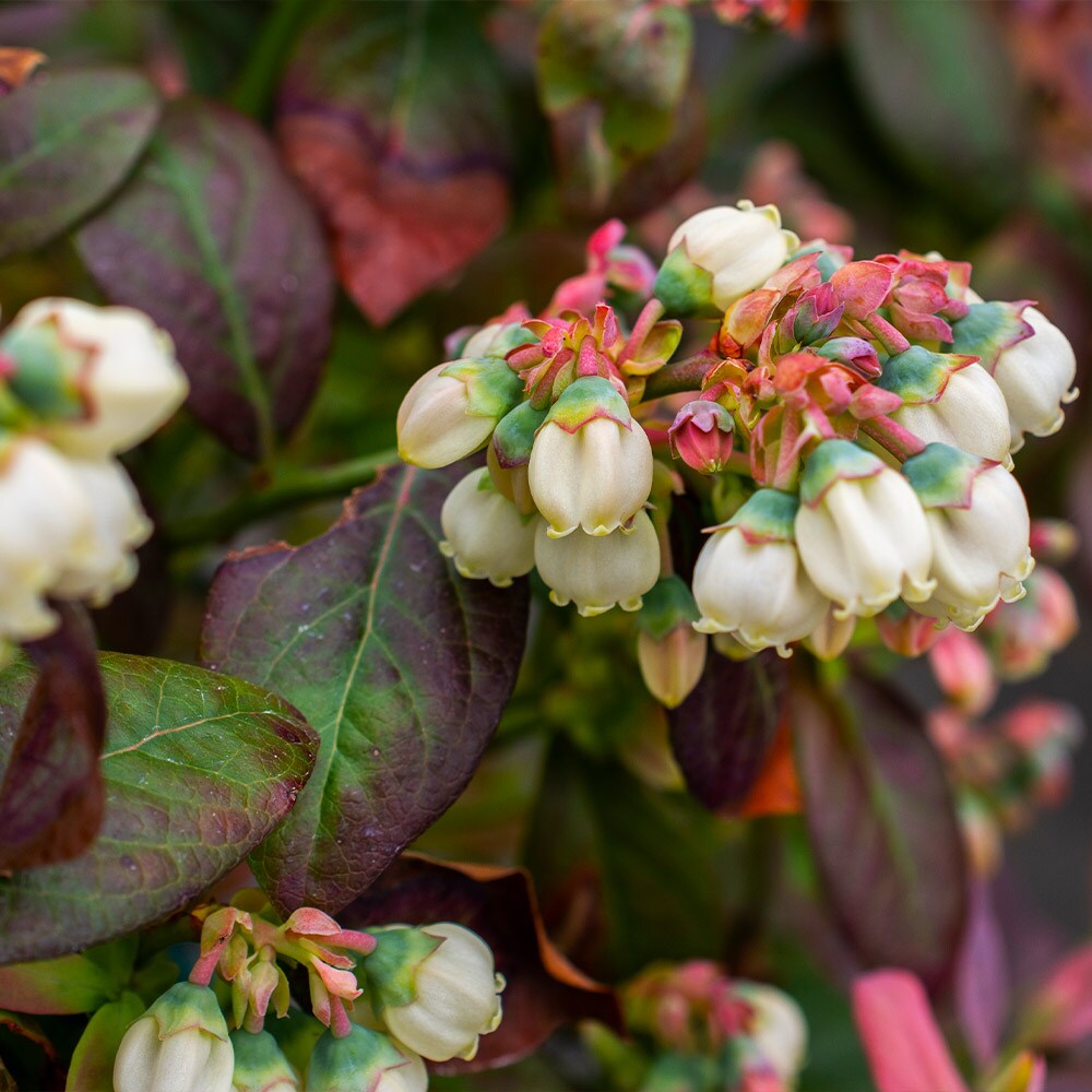 Brighter Blooms 13148 Fruit-Plants - View #4