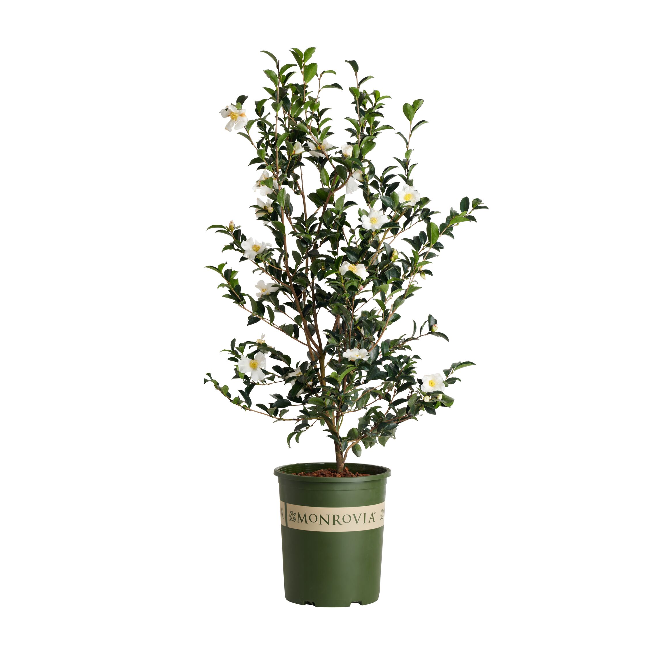 Monrovia 021775 3.58-GAL CAMELLIA SETSUGEKKA M