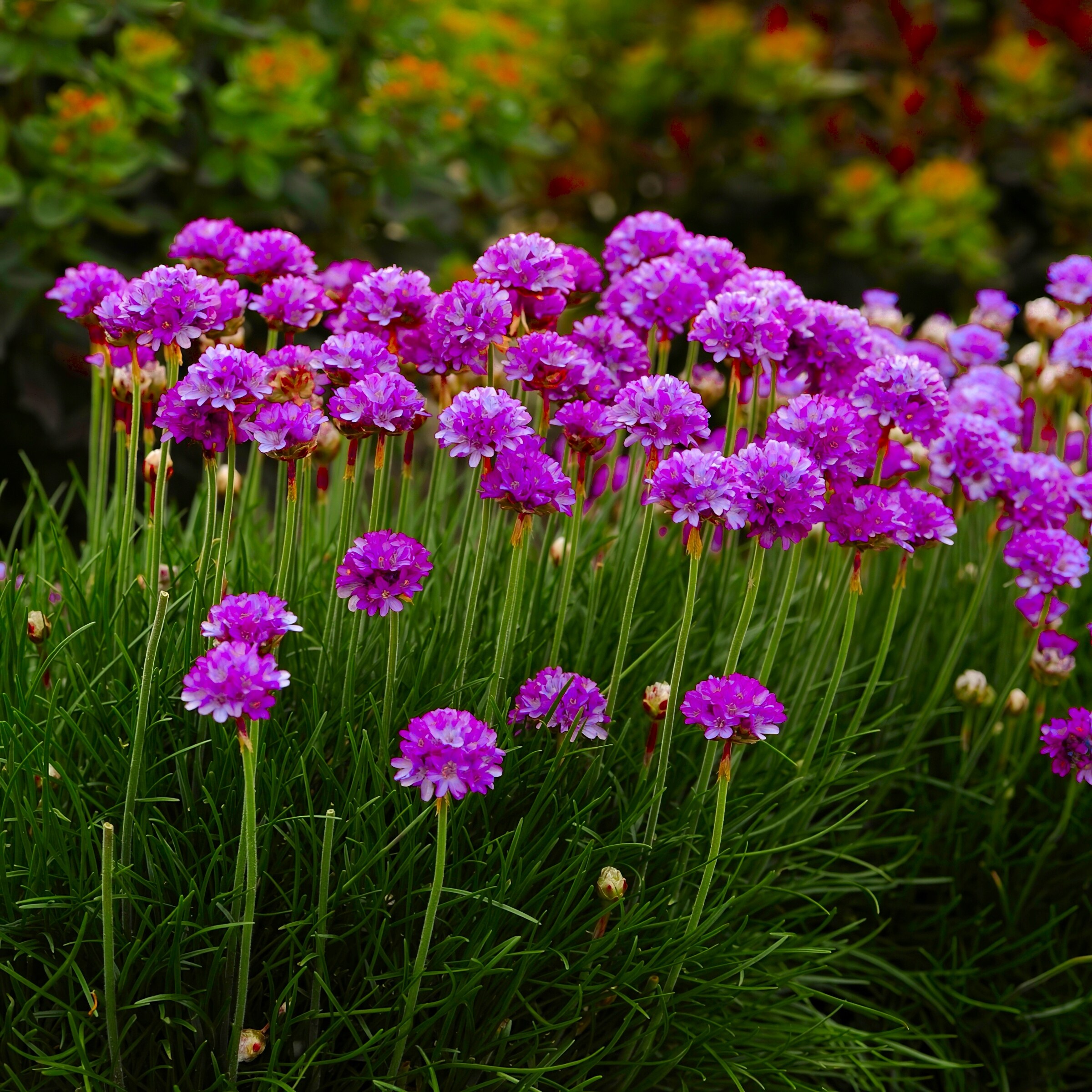 National Plant Network LW1704 perennials - View #4
